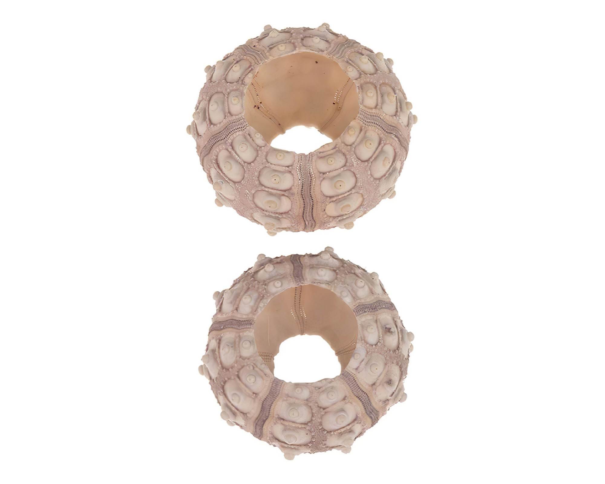 Box 10 Pz Ricci Marini Sputnik Naturale 15x20x6cm in Fibra Naturale - Dijk