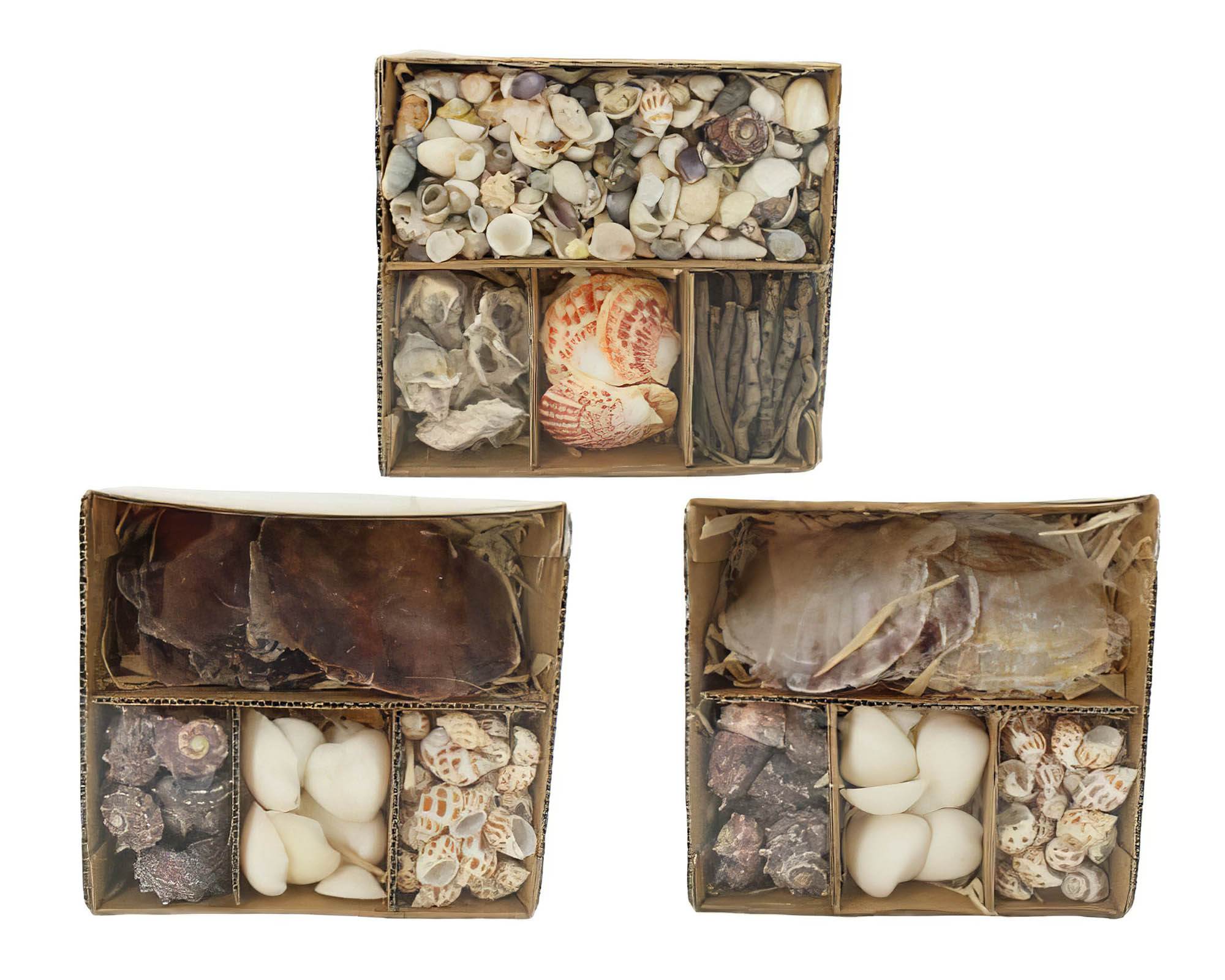 Box Conchiglie Decorative Assortito 19x18x8cm - Dijk