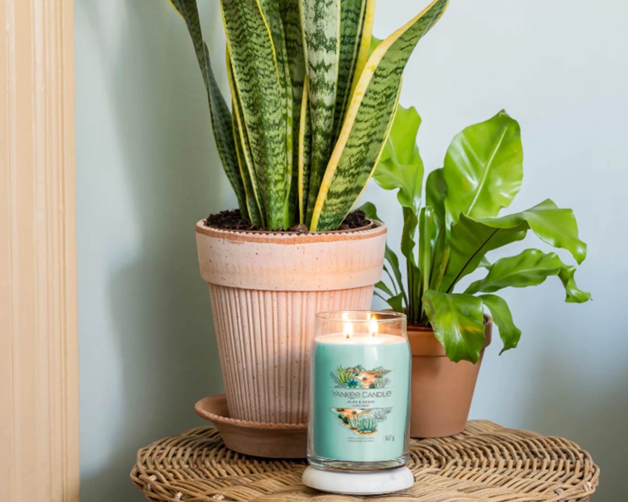 Giara Candela Grande Signature Aloe Agave - Yankee Candle - immagine 2