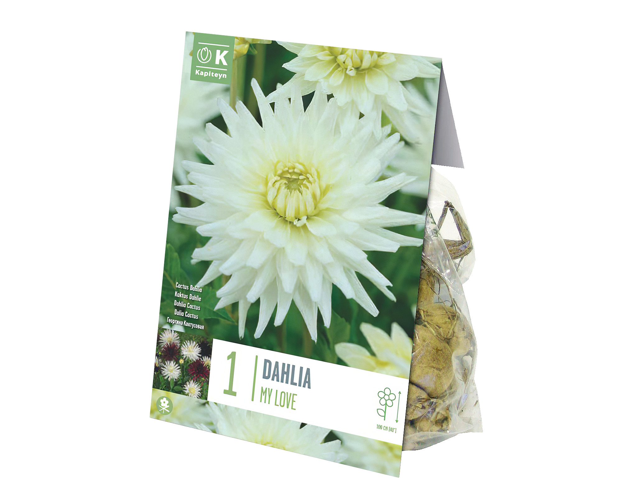 X1 Bulbo Dahlia My Love (Dalia) - Kapiteyn