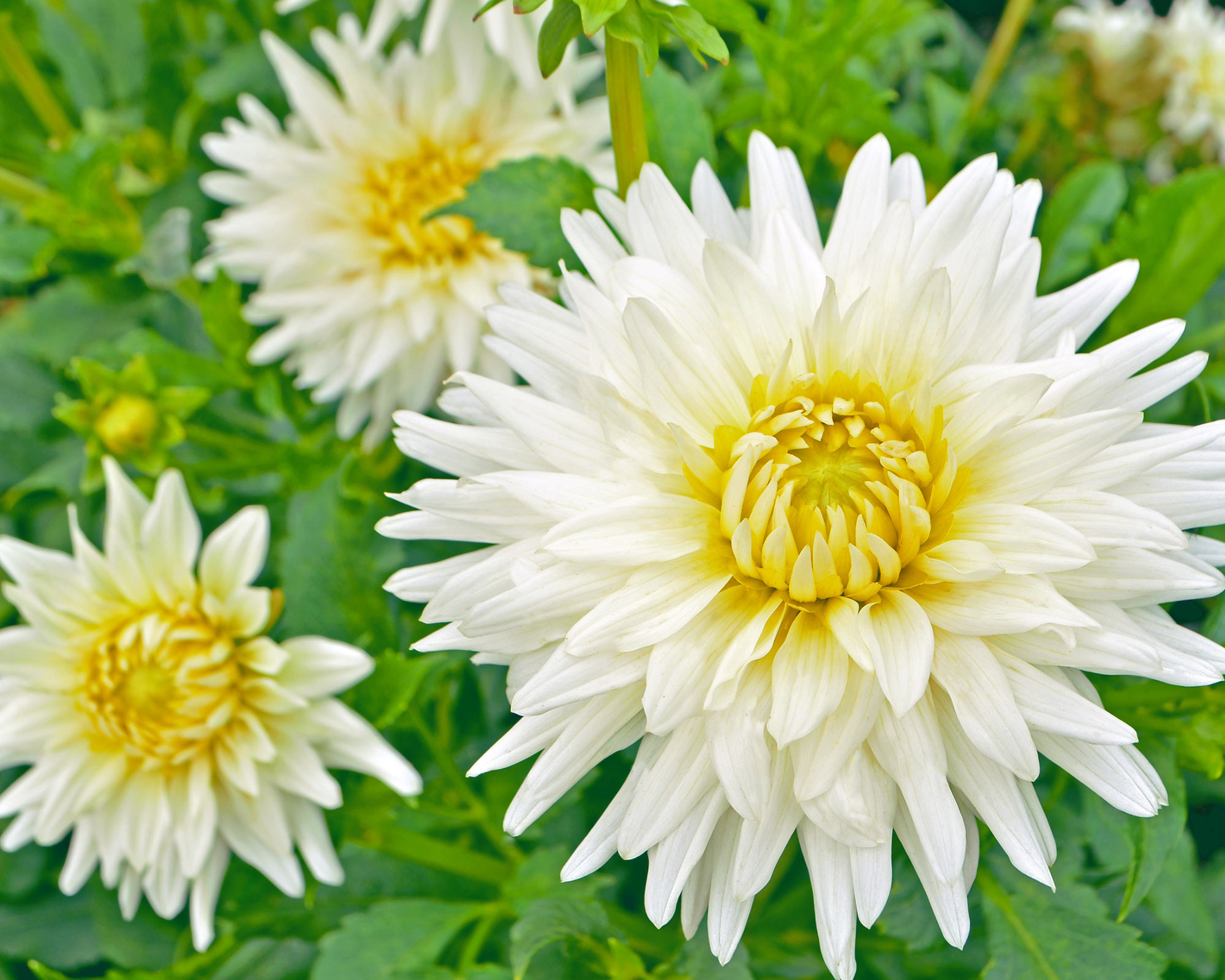 X1 Bulbo Dahlia My Love (Dalia) - Kapiteyn - immagine 2