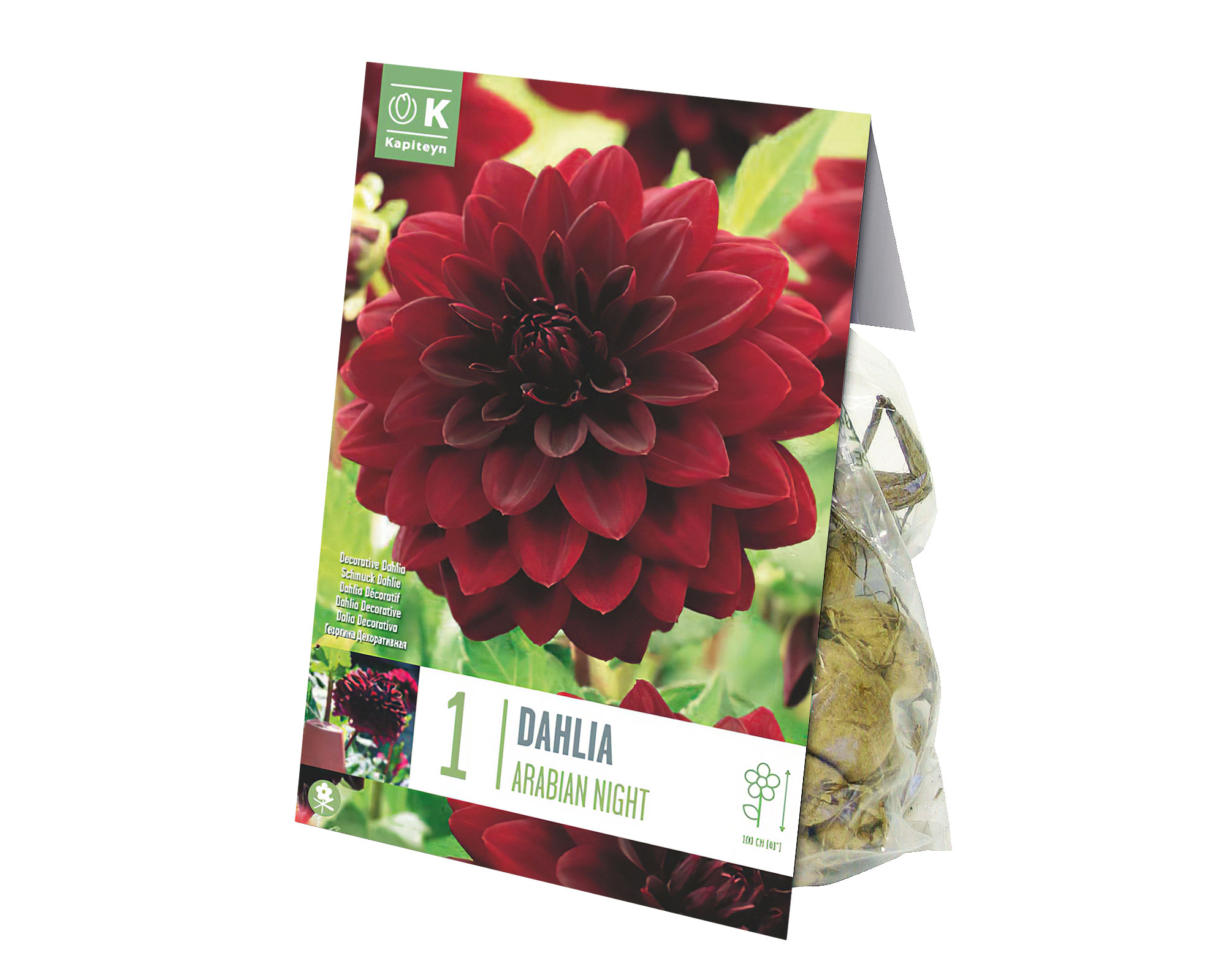 X1 Bulbo Dahlia Arabian Night (Dalia) - Kapiteyn