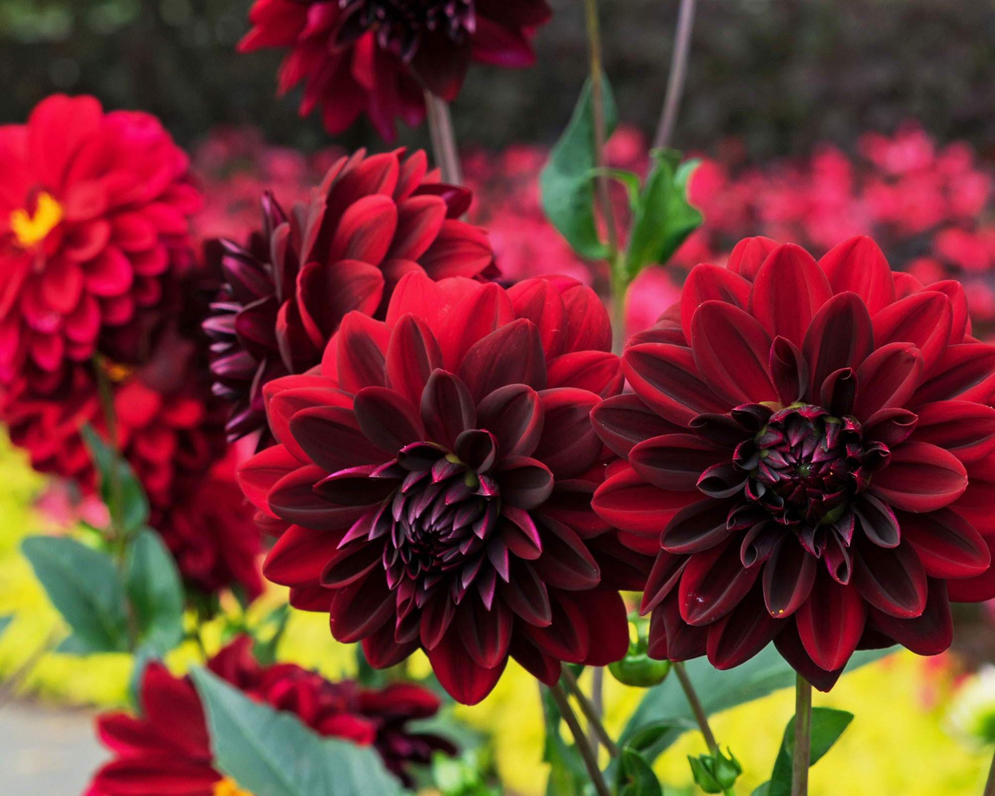 X1 Bulbo Dahlia Arabian Night (Dalia) - Kapiteyn - immagine 2