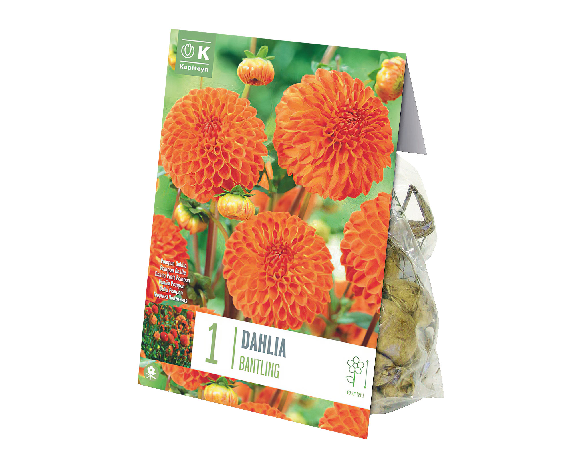 X1 Bulbo Dahlia Bantling (Dalia) - Kapiteyn