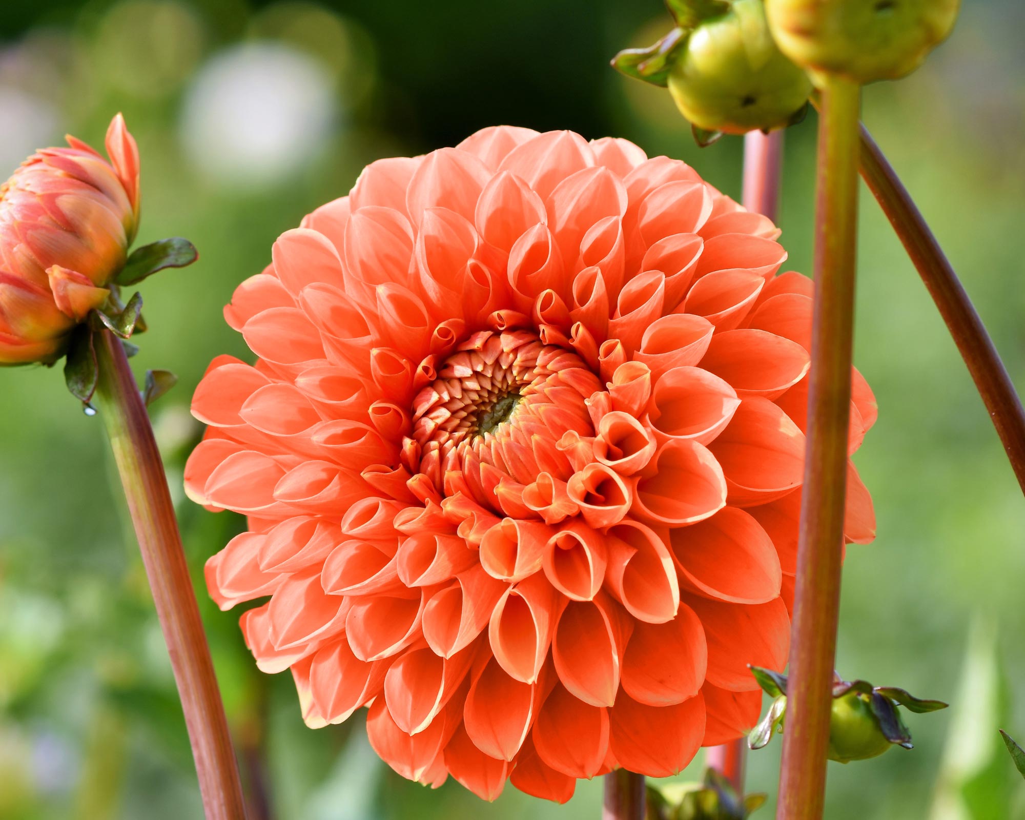 X1 Bulbo Dahlia Bantling (Dalia) - Kapiteyn - immagine 2