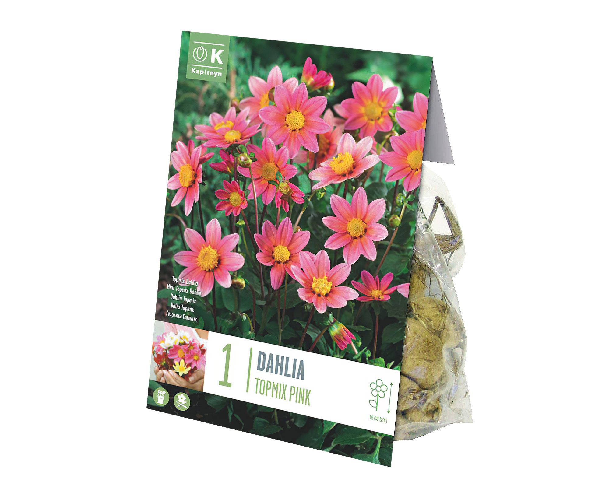 X1 Bulbo Dalia Topmix Rosa (Dalia) - Kapiteyn