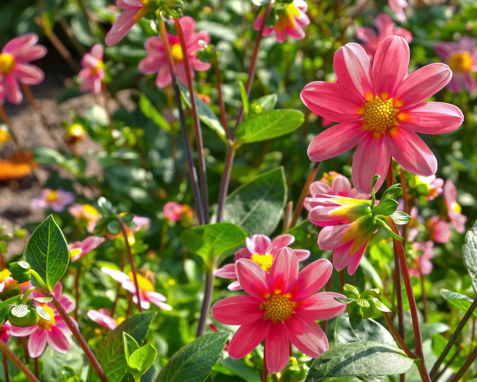 X1 Bulbo Dalia Topmix Rosa (Dalia) - Kapiteyn - immagine 2