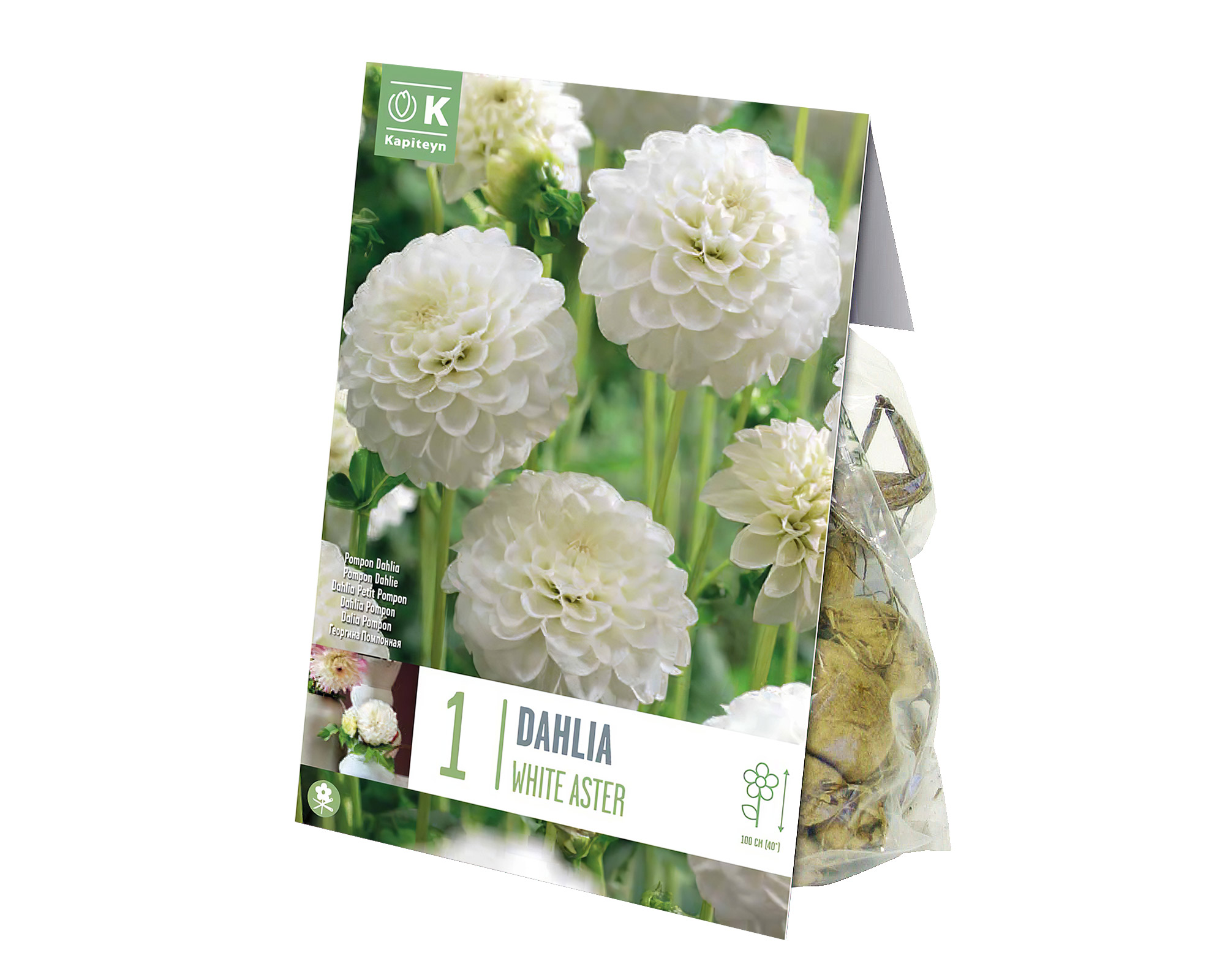 X1 Bulbo Dahlia Whiite (Dalia) - Kapiteyn