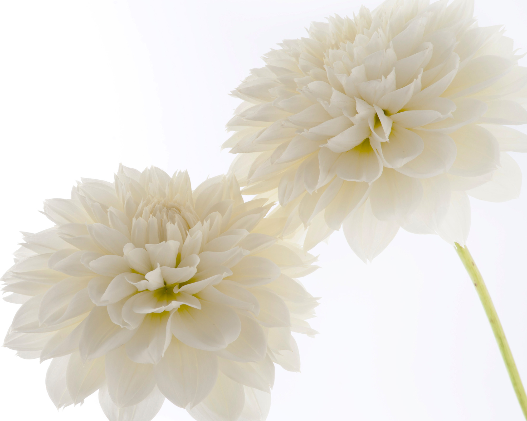 X1 Bulbo Dahlia Whiite (Dalia) - Kapiteyn - immagine 2