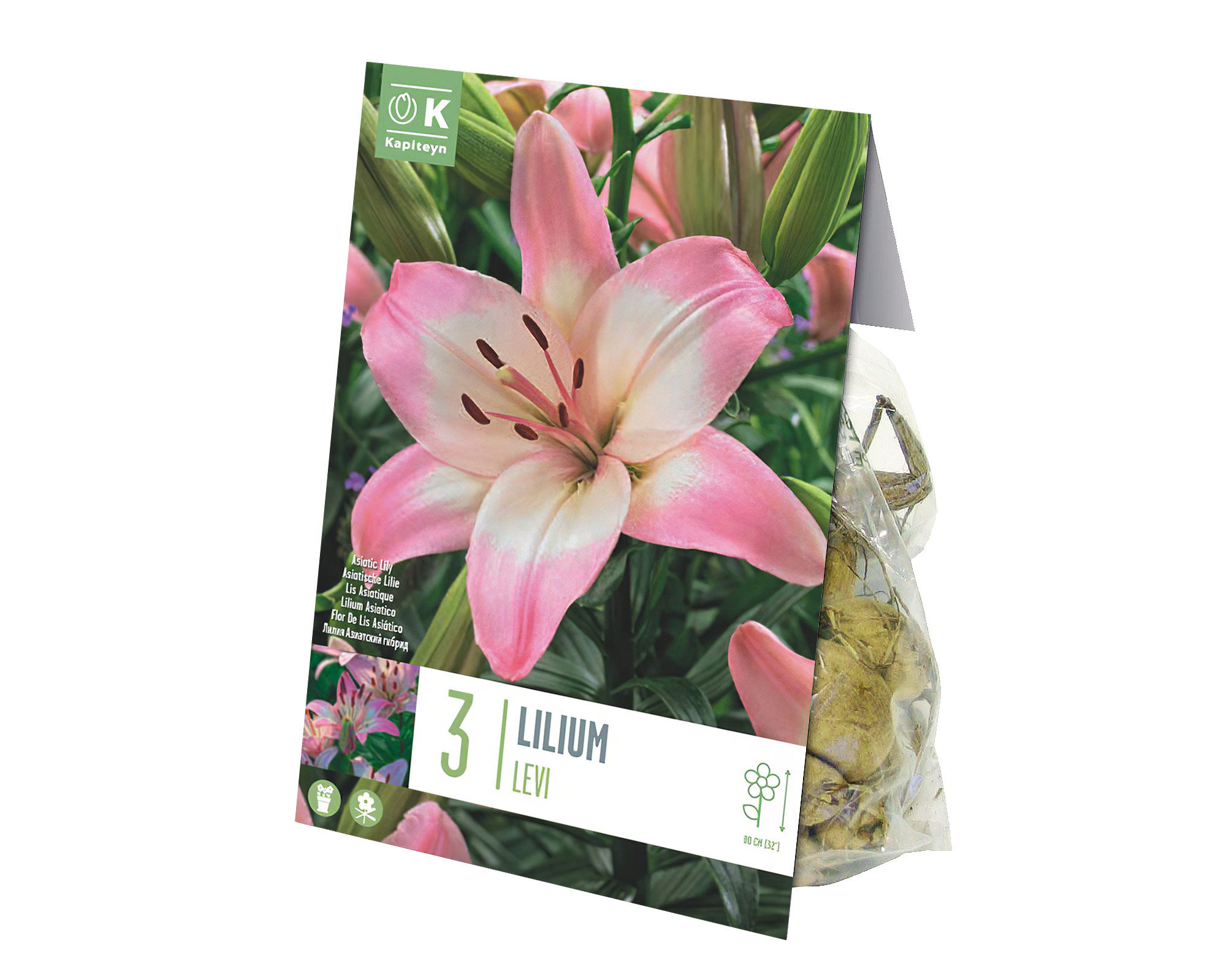 X3 Bulbo Lilium Levi (Giglio) - Kapiteyn