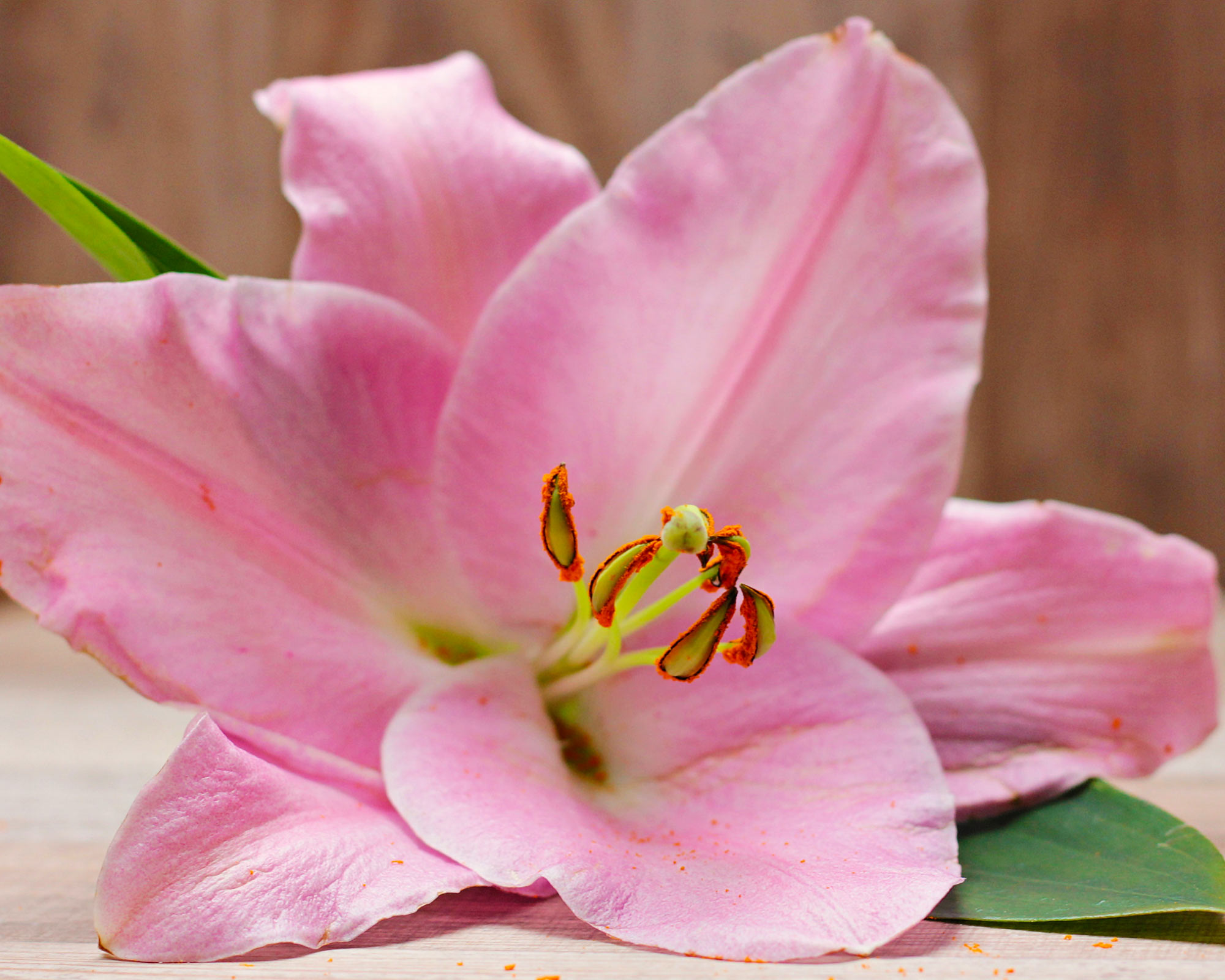 X3 Bulbo Lilium Levi (Giglio) - Kapiteyn - immagine 2