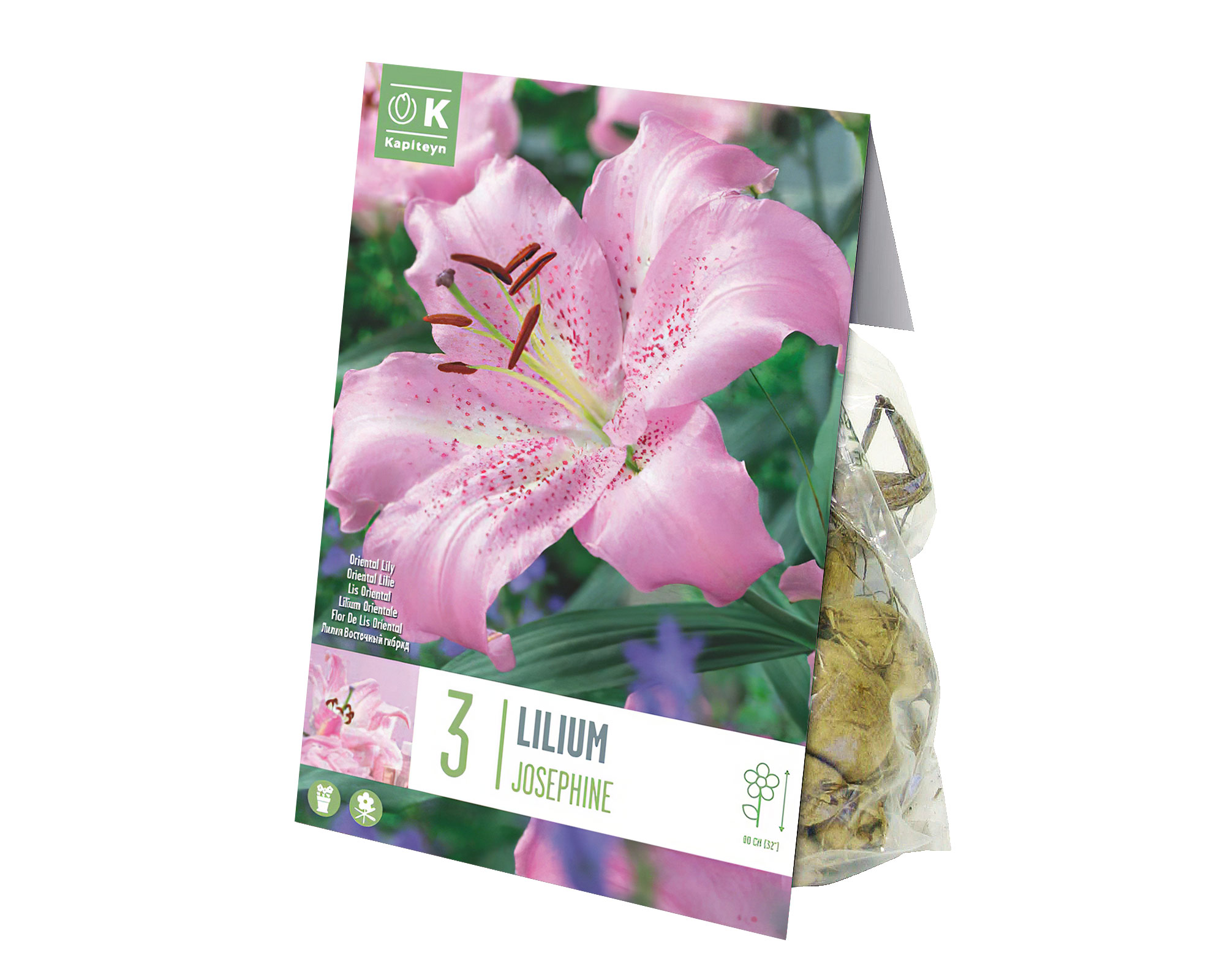 X3 Bulbo Lilium Josephine (Giglio) - Kapiteyn