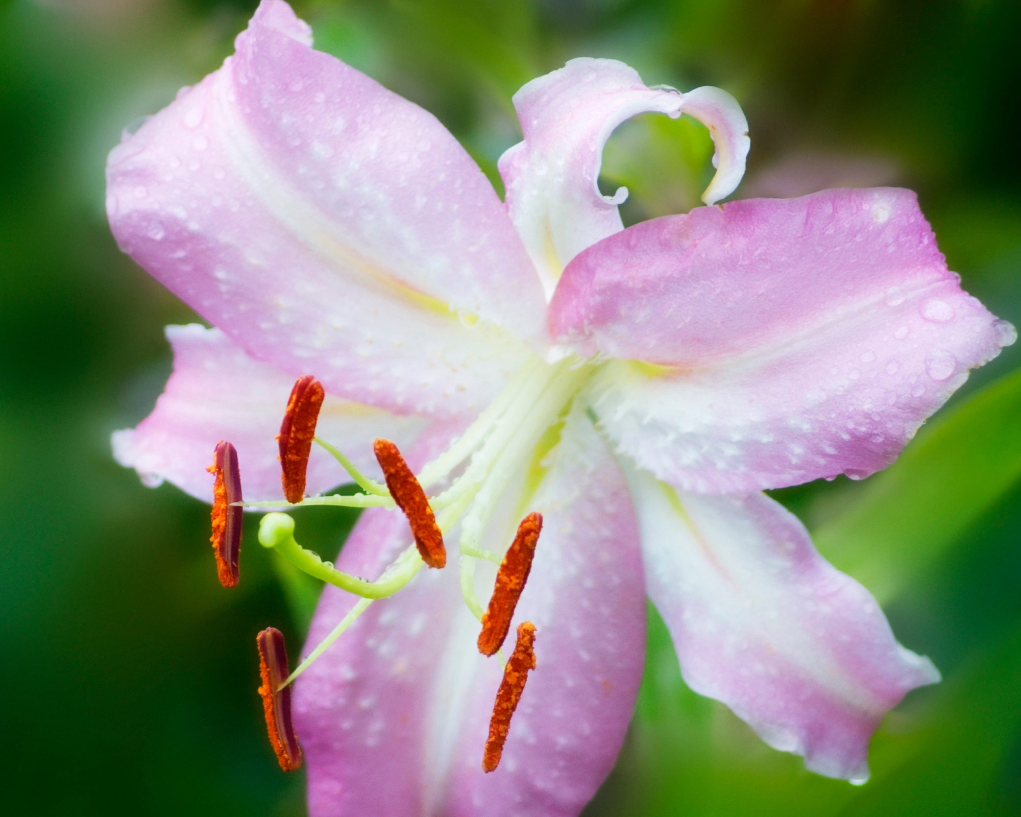 X3 Bulbo Lilium Josephine (Giglio) - Kapiteyn - immagine 2