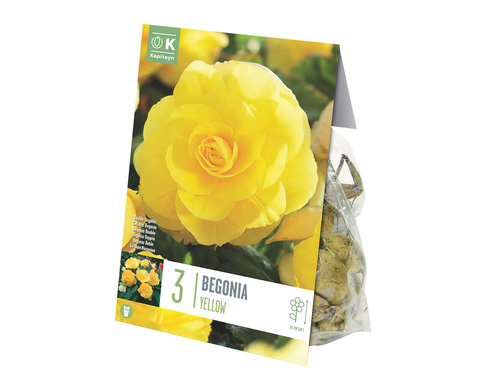 X3 Bulbo Begonia Double Yellow - Kapiteyn