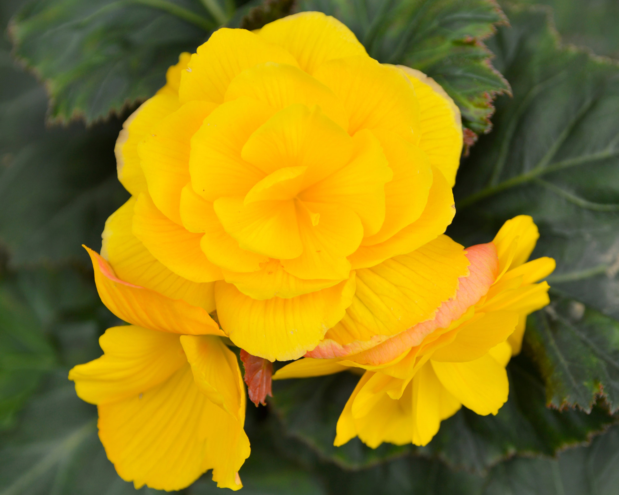 X3 Bulbo Begonia Double Yellow - Kapiteyn - immagine 2