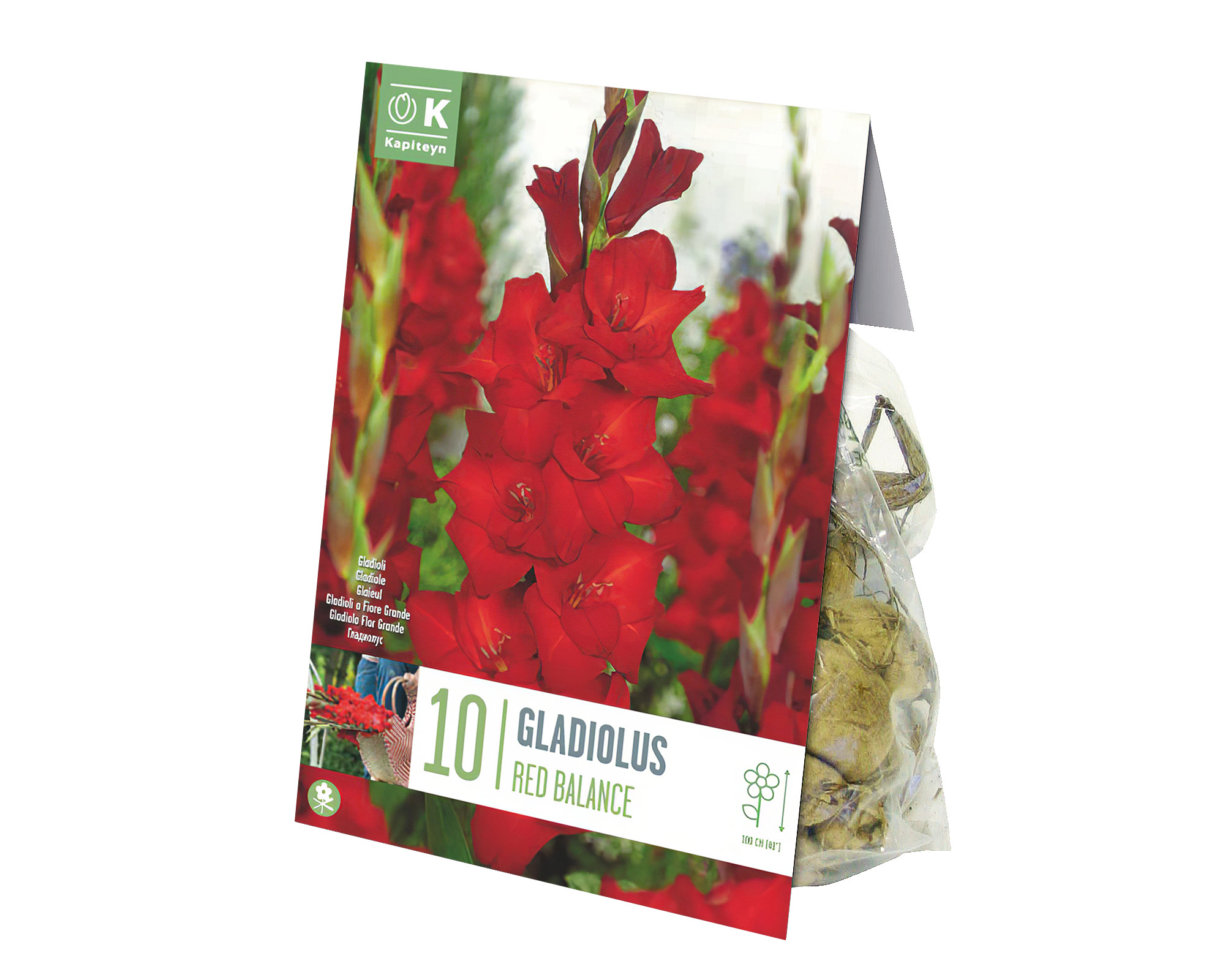X10 Bulbo Gladiolus Red Balance (Gladiolo) - Kapiteyn