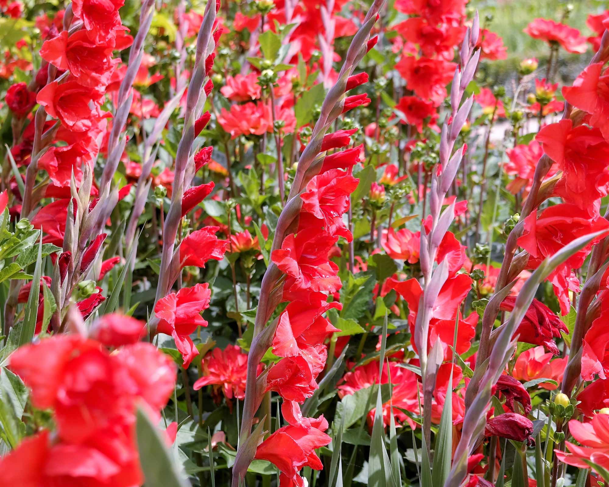 X10 Bulbo Gladiolus Red Balance (Gladiolo) - Kapiteyn - immagine 2