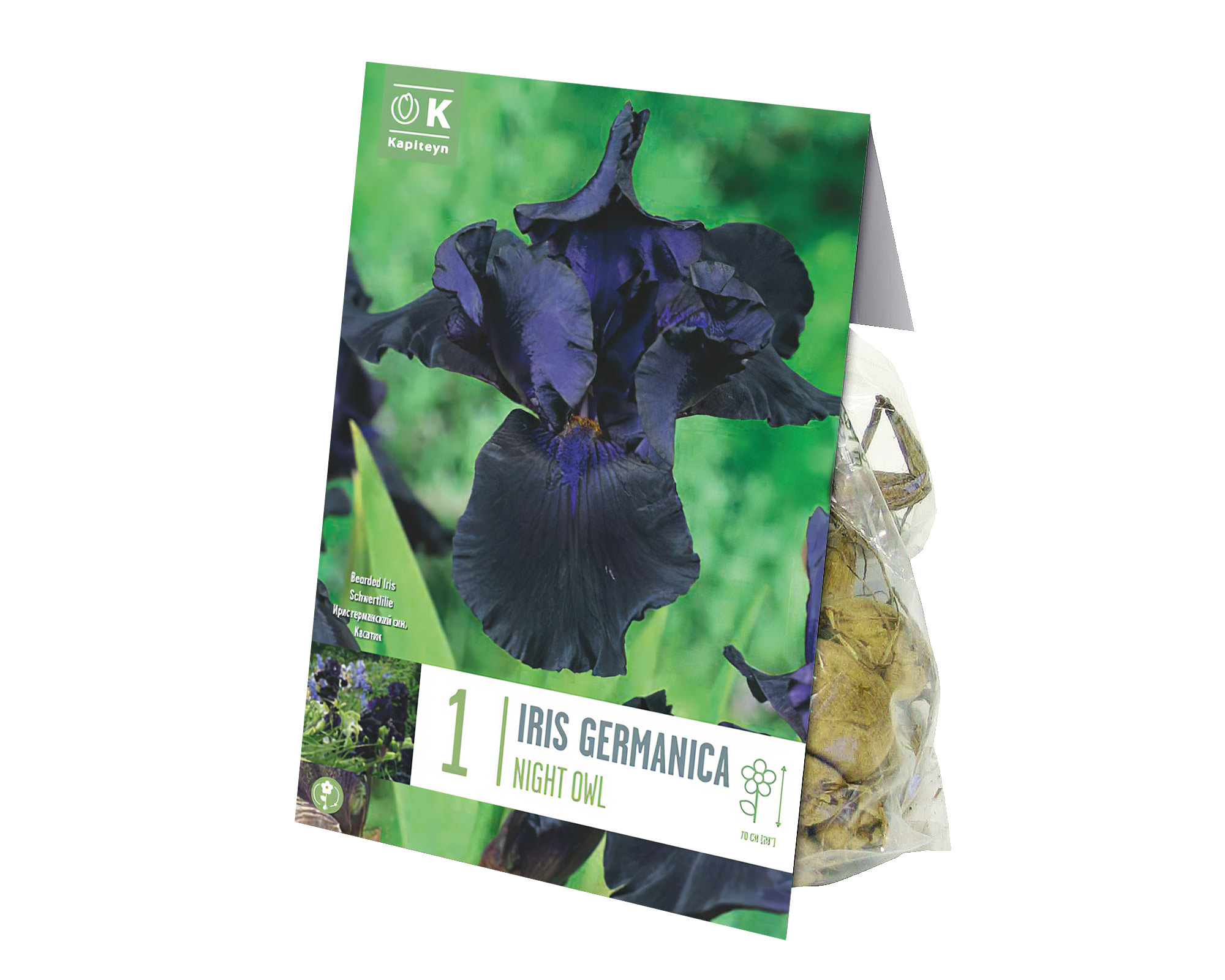 X1 Bulbo Iris Night Owl - Kapiteyn