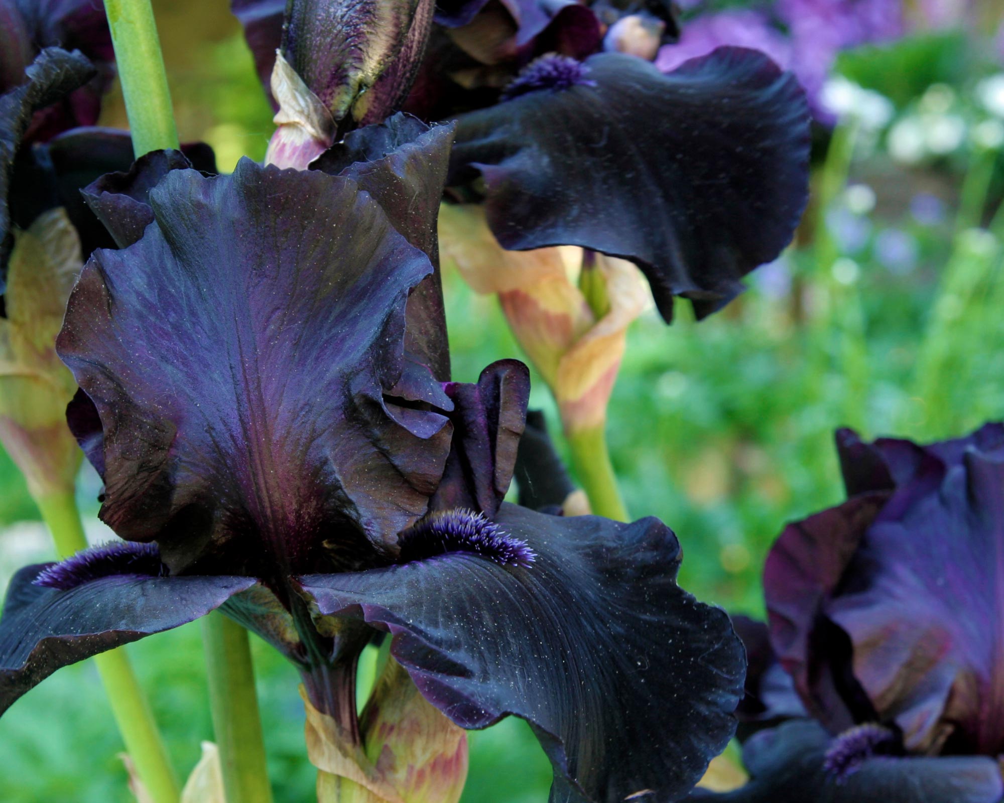 X1 Bulbo Iris Night Owl - Kapiteyn - immagine 2