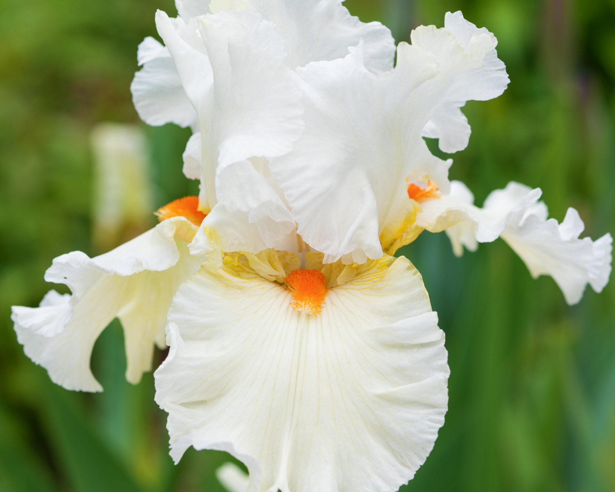 X1 Bulbo Iris Skating Party - Kapiteyn - immagine 2