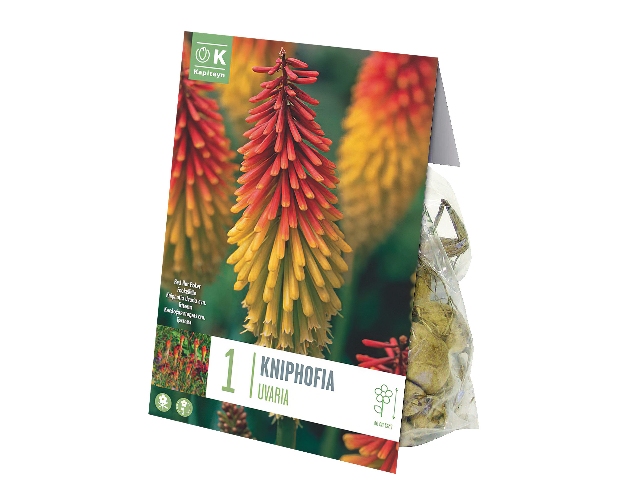 X1 Bulbo Kniphofia Uvaria - Kapiteyn