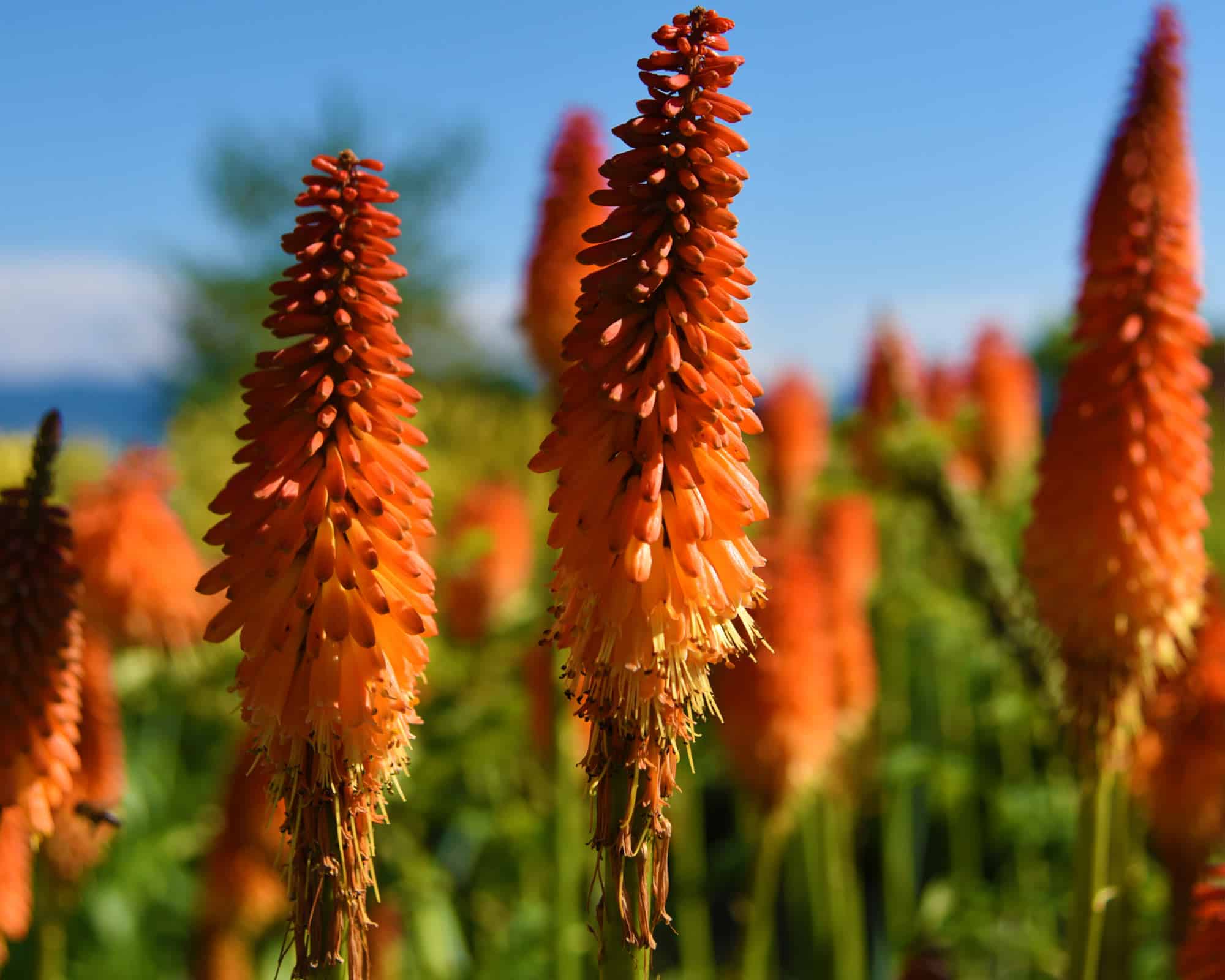X1 Bulbo Kniphofia Uvaria - Kapiteyn - immagine 2