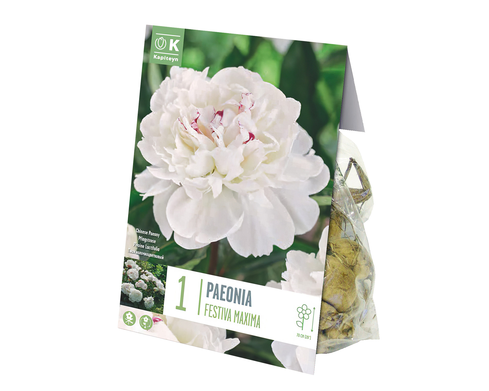 X1 Bulbo Paeonia Festiva Maxima (Peonia) - Kapiteyn