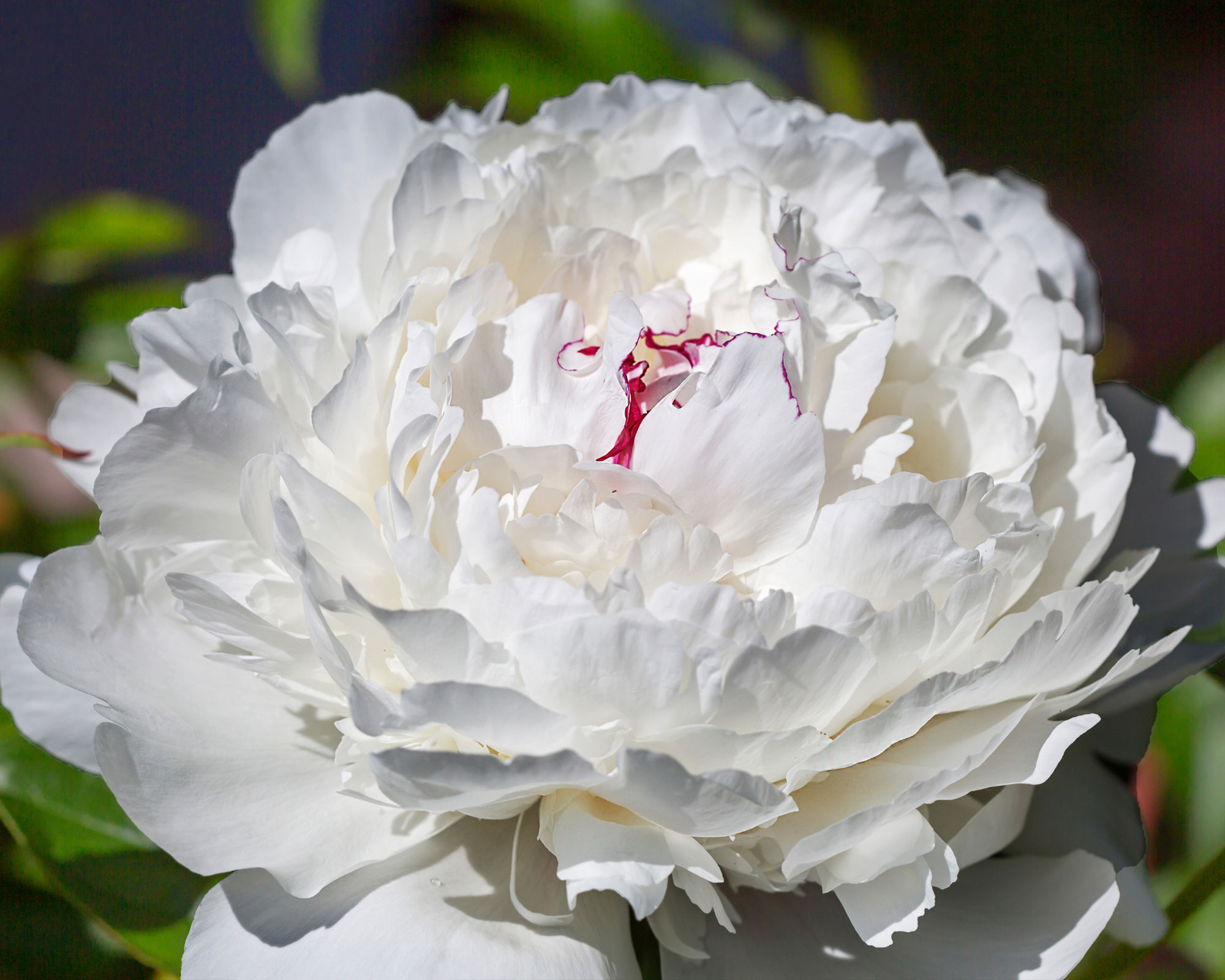 X1 Bulbo Paeonia Festiva Maxima (Peonia) - Kapiteyn - immagine 2