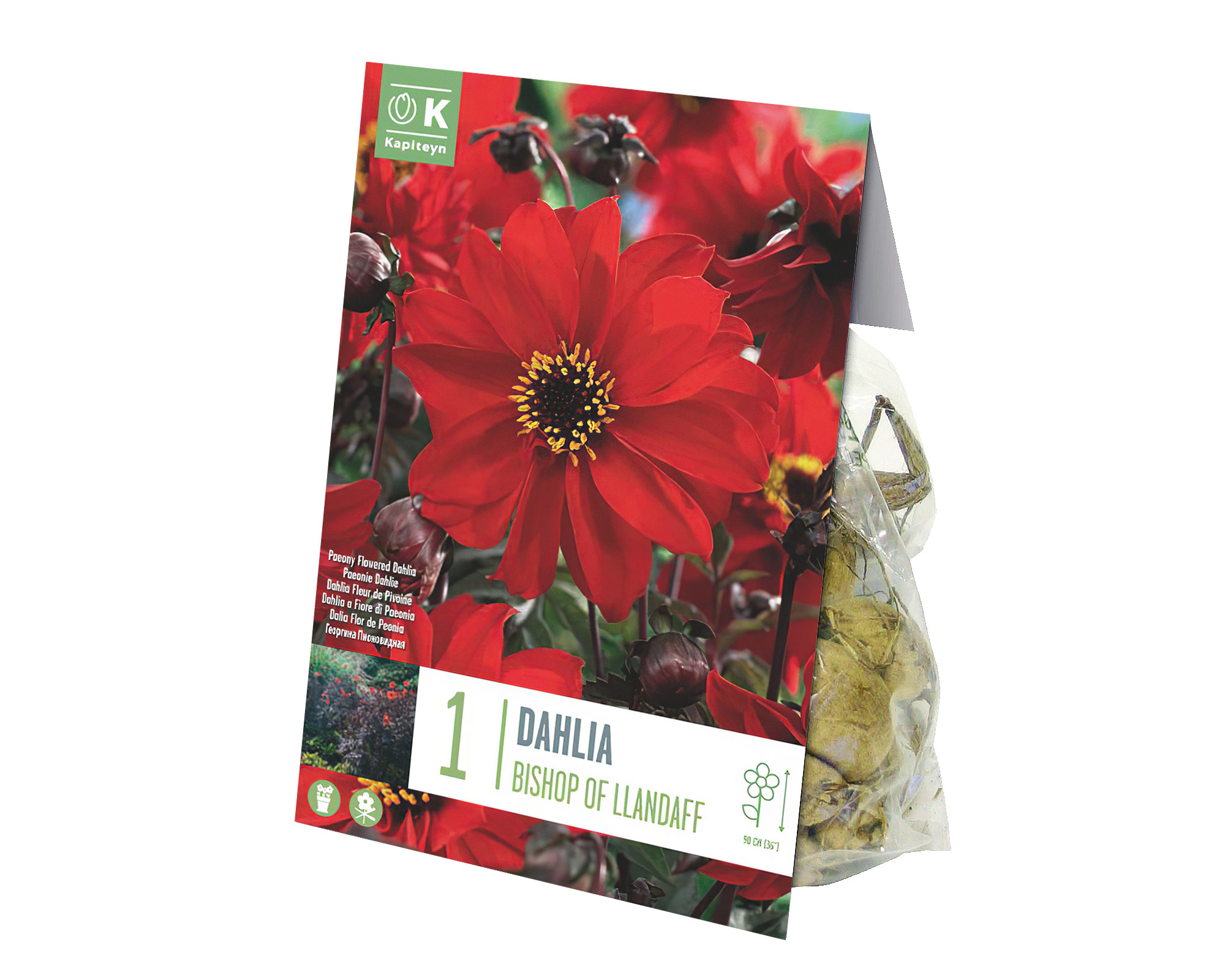 X1 Bulbo Dahlia Bishop of Llandaff (Dalia) - Kapiteyn