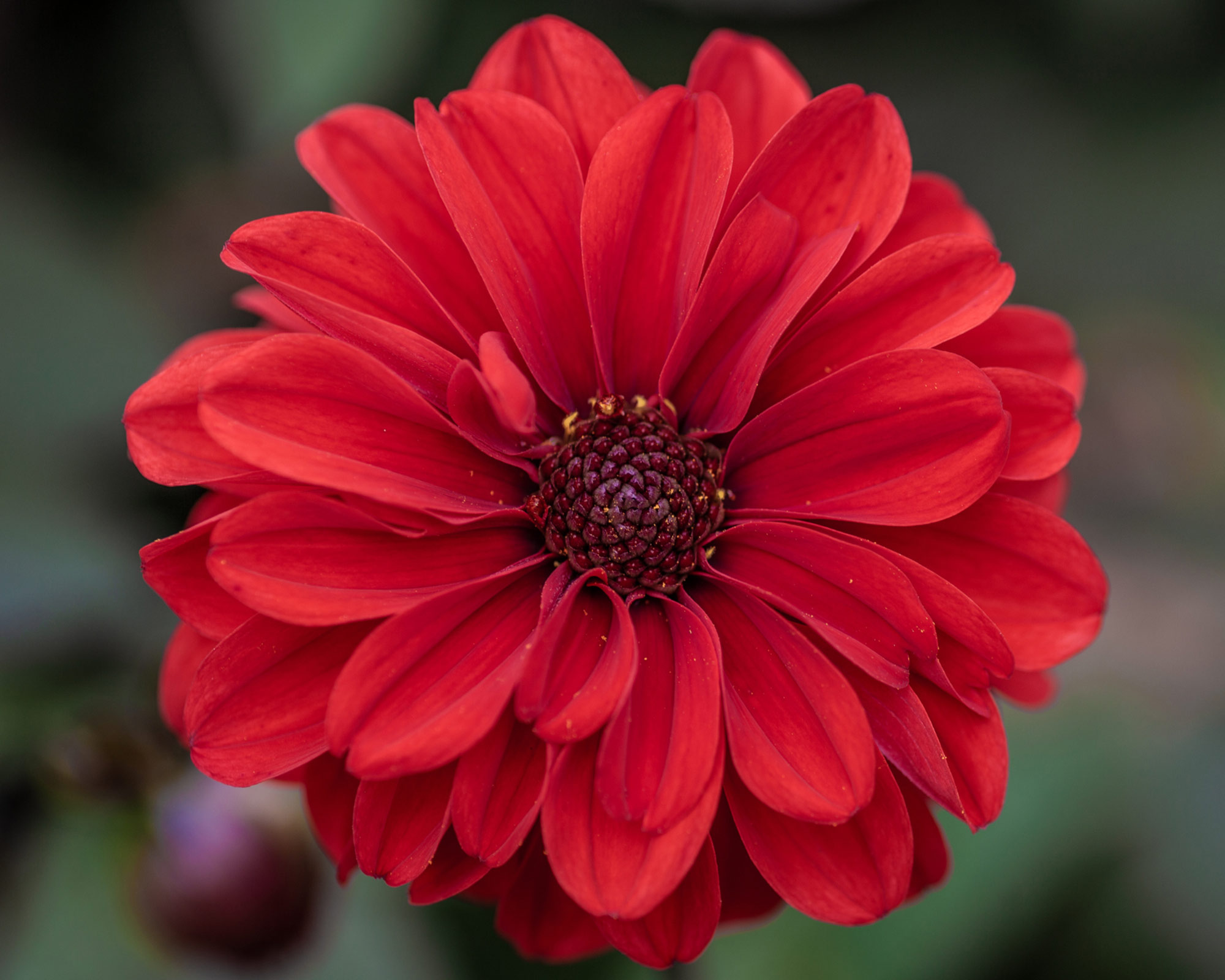 X1 Bulbo Dahlia Bishop of Llandaff (Dalia) - Kapiteyn - immagine 2