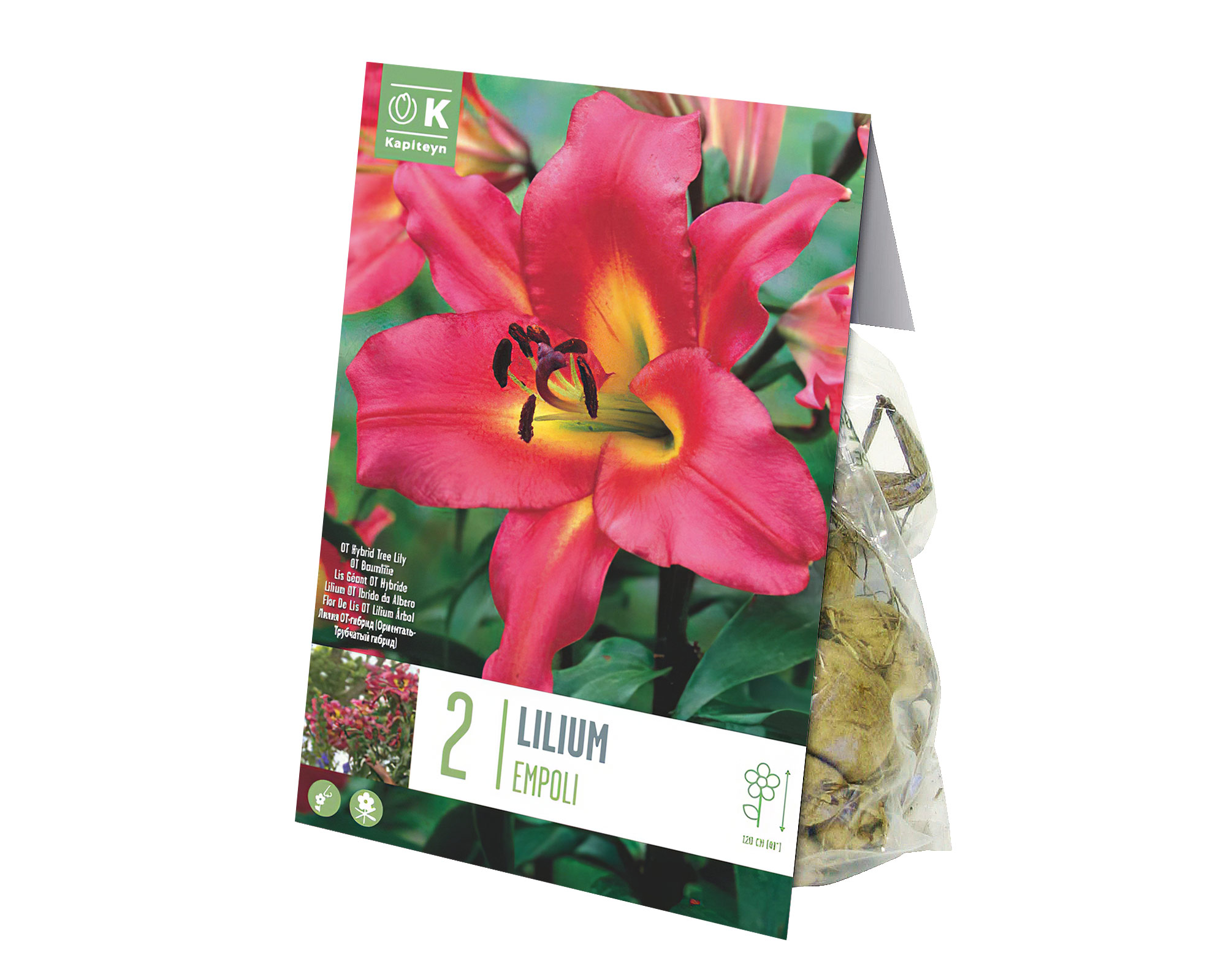 X2 Bulbo Lilium Empoli (Giglio) - Kapiteyn