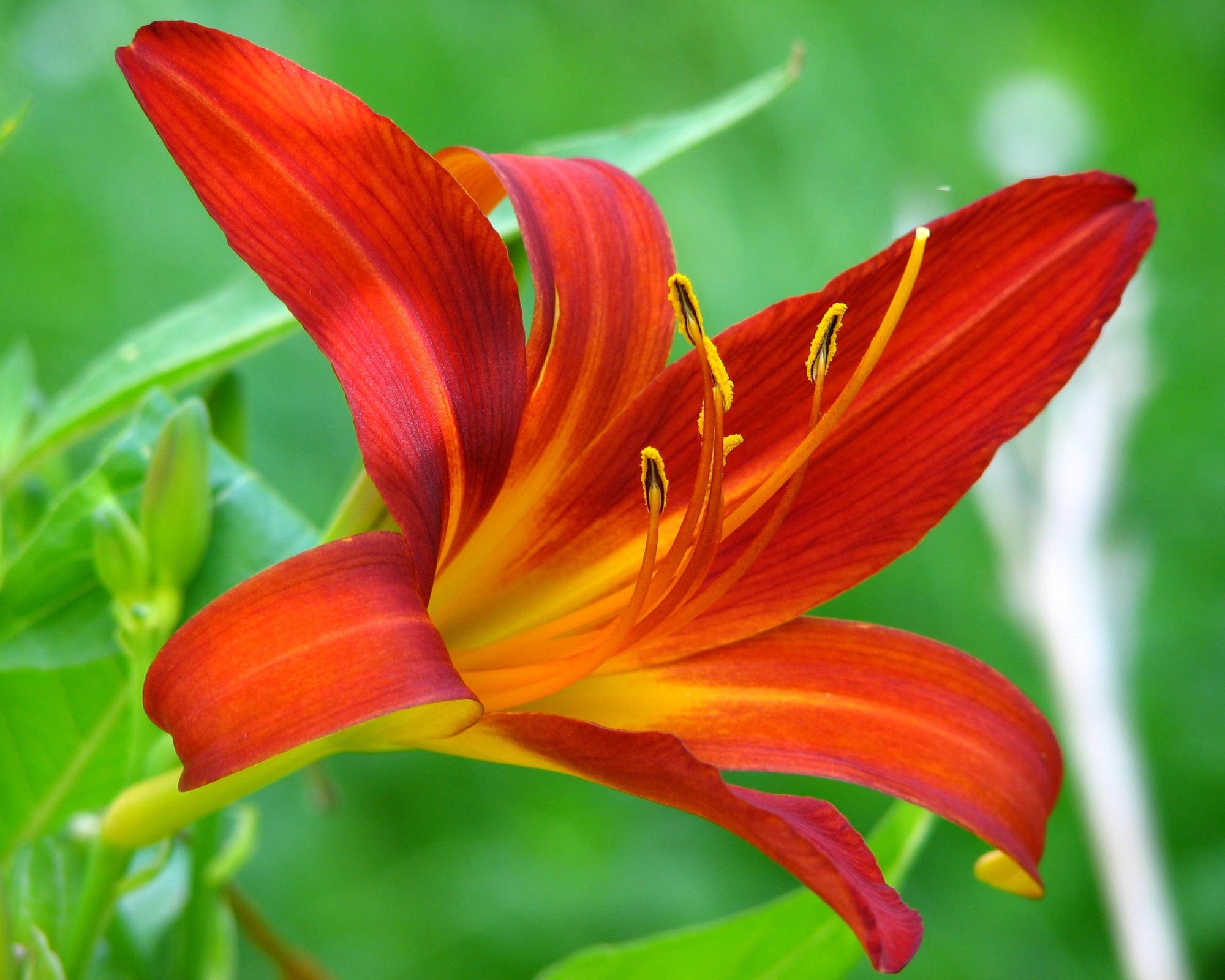 X2 Bulbo Lilium Empoli (Giglio) - Kapiteyn - immagine 2