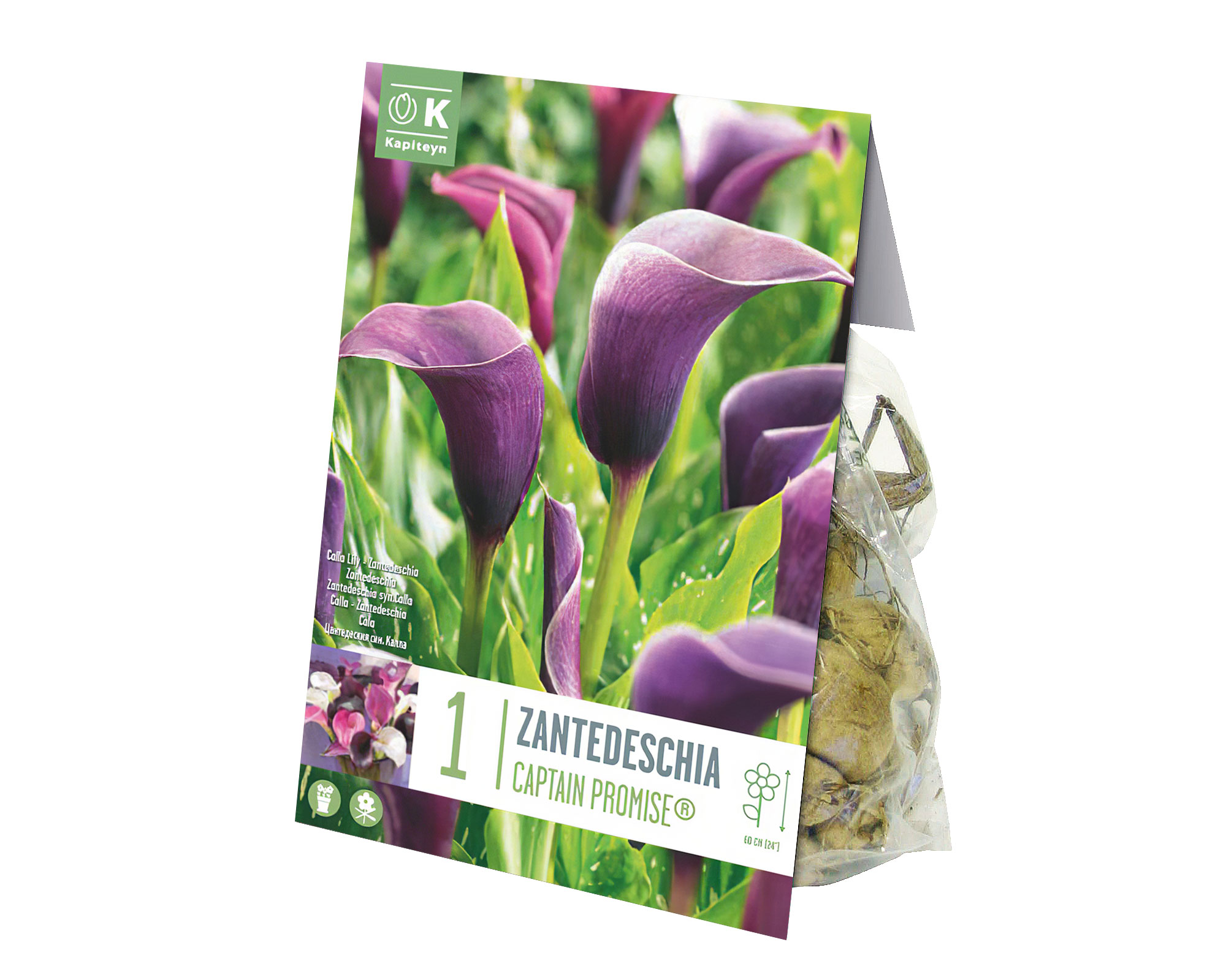 X1 Bulbo Zantedeschia Captain Promise (Calla) - Kapiteyn