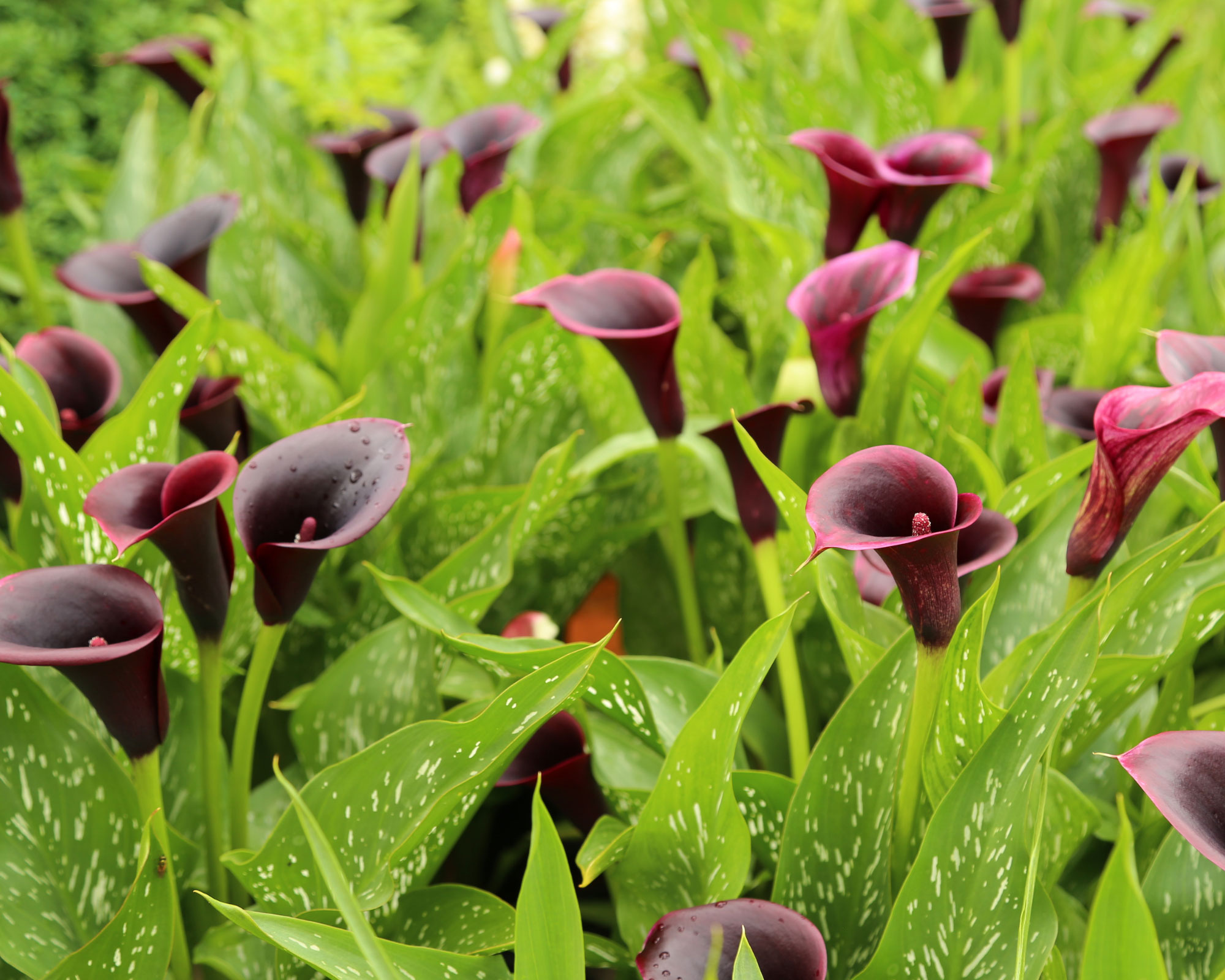 X1 Bulbo Zantedeschia Captain Promise (Calla) - Kapiteyn - immagine 2