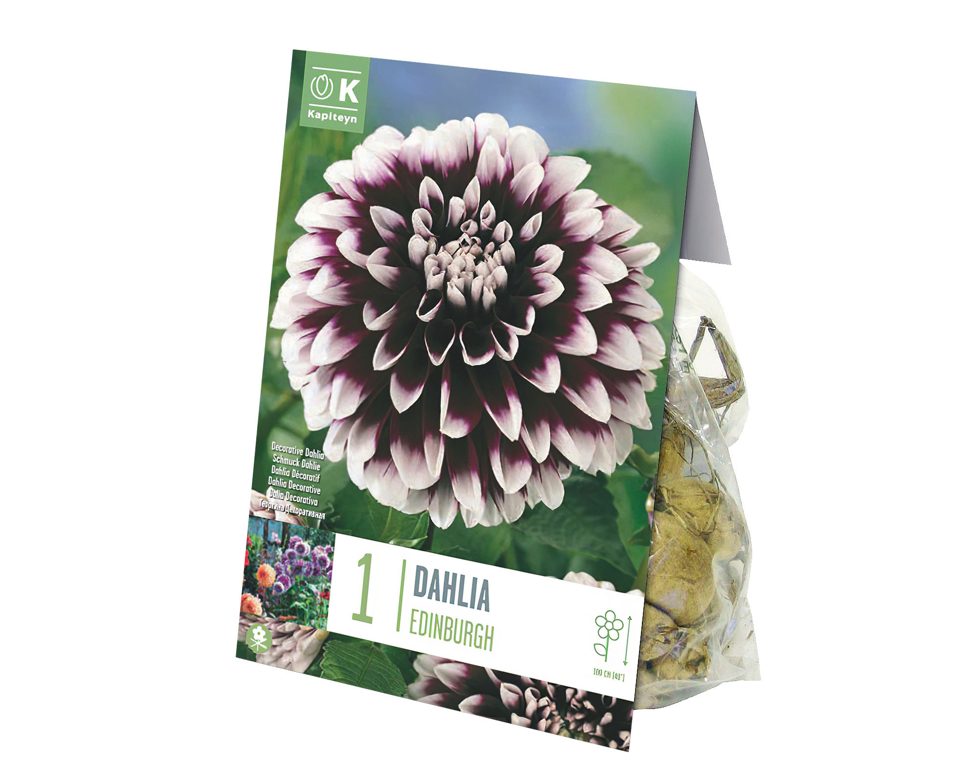 X1 Bulbo Dahlia Edinburgh (Dalia) - Kapiteyn