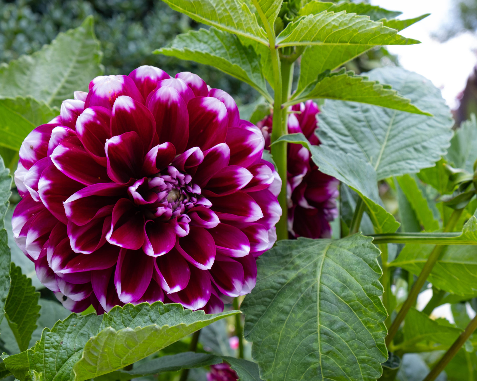 X1 Bulbo Dahlia Edinburgh (Dalia) - Kapiteyn - immagine 2