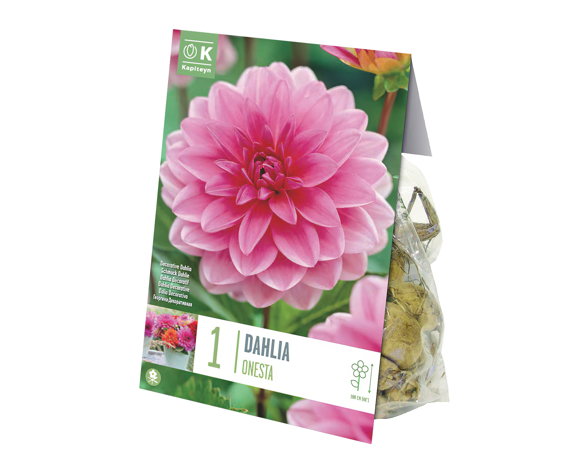 X1 Bulbo Dahlia Onesta (Dalia) - Kapiteyn