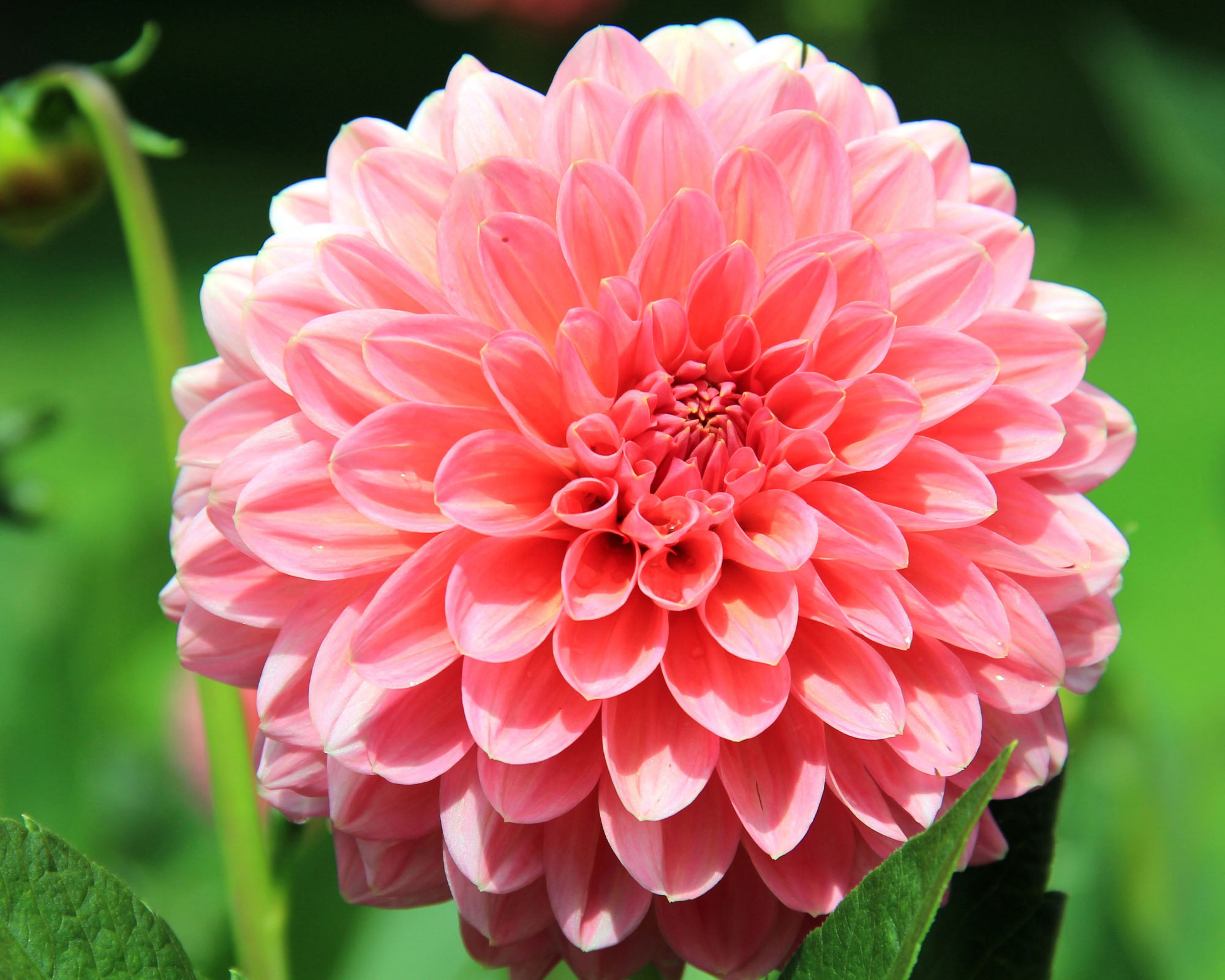 X1 Bulbo Dahlia Onesta (Dalia) - Kapiteyn - immagine 2