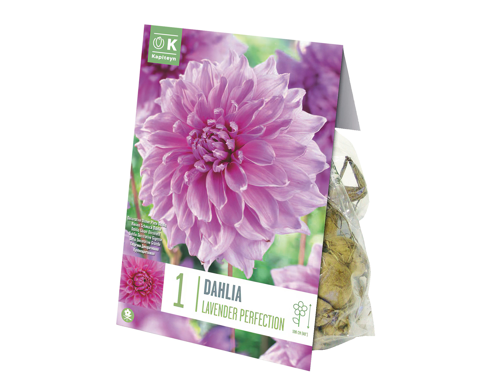 X1 Bulbo Dahlia Lavender Perfection (Dalia) - Kapiteyn