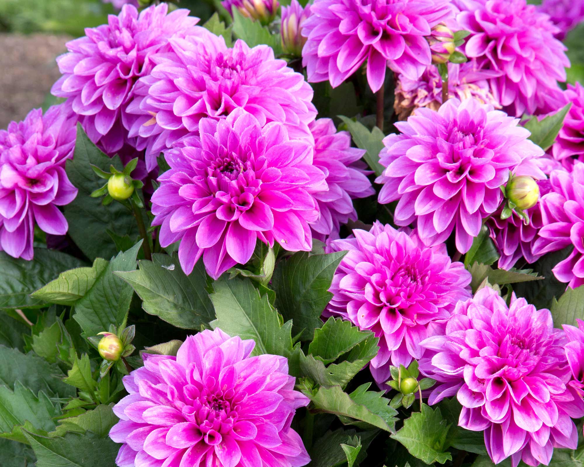 X1 Bulbo Dahlia Lavender Perfection (Dalia) - Kapiteyn - immagine 2