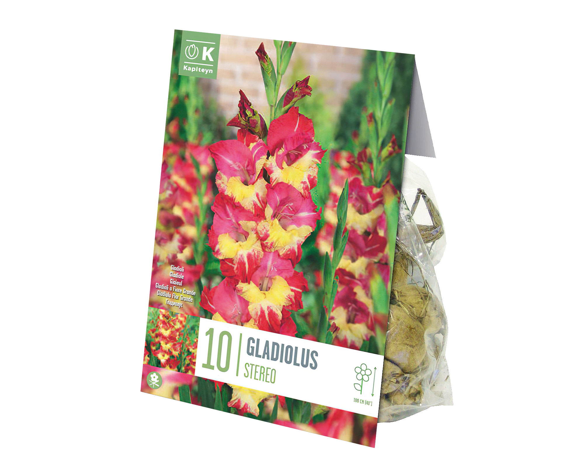 X10 Bulbo Gladiolus Stereo (Gladiolo) - Kapiteyn