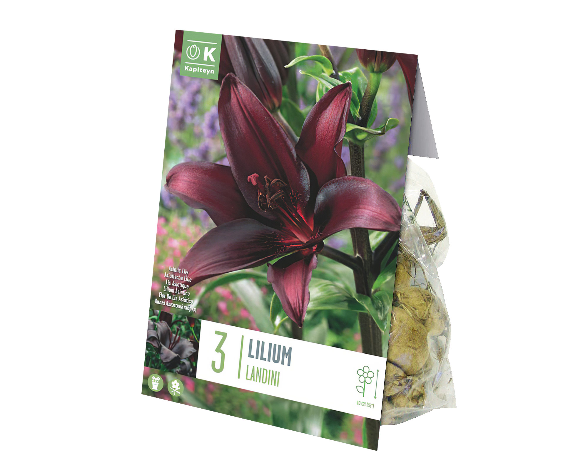 X3 Bulbo Lilium Landini (Giglio) - Kapiteyn