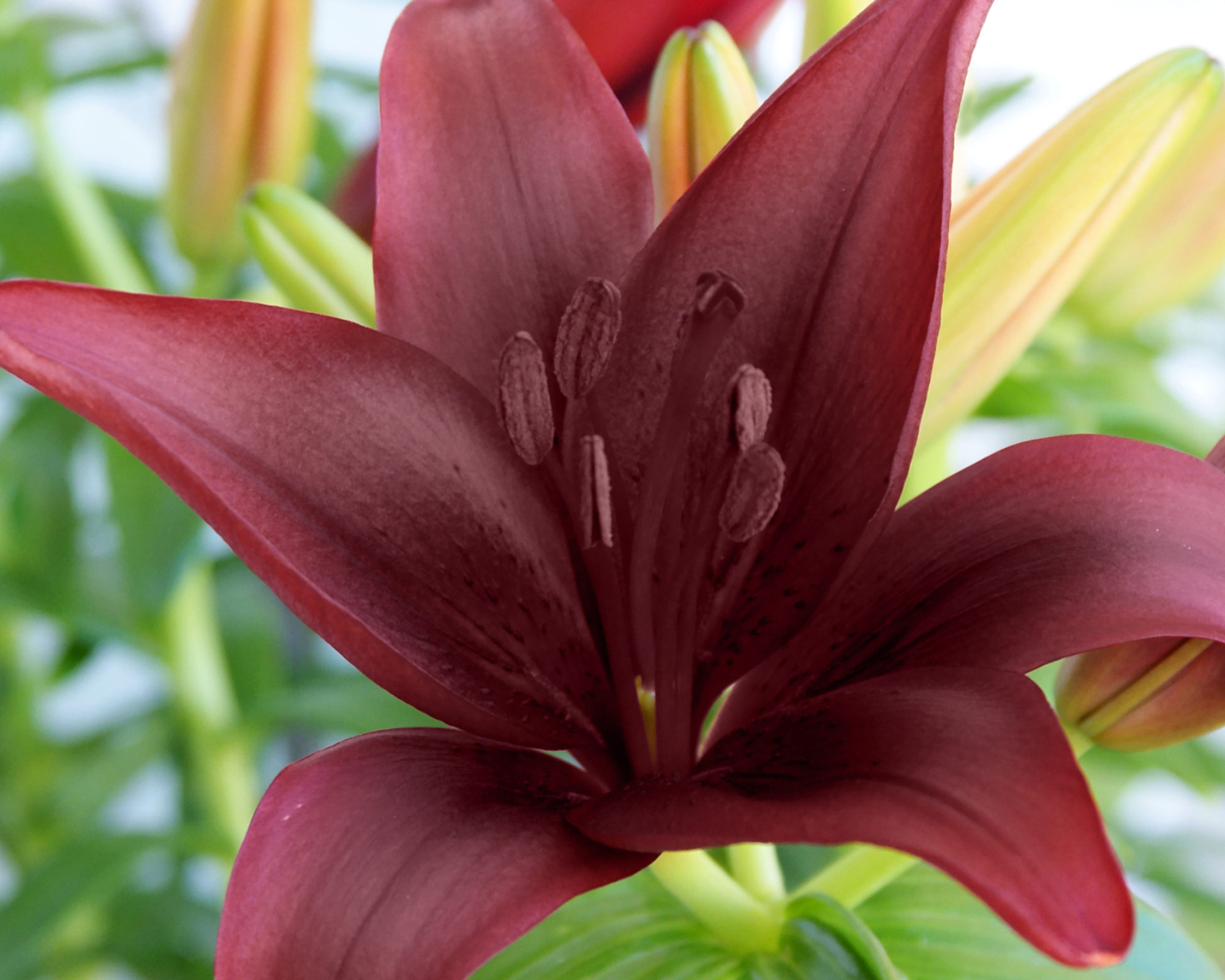 X3 Bulbo Lilium Landini (Giglio) - Kapiteyn - immagine 2