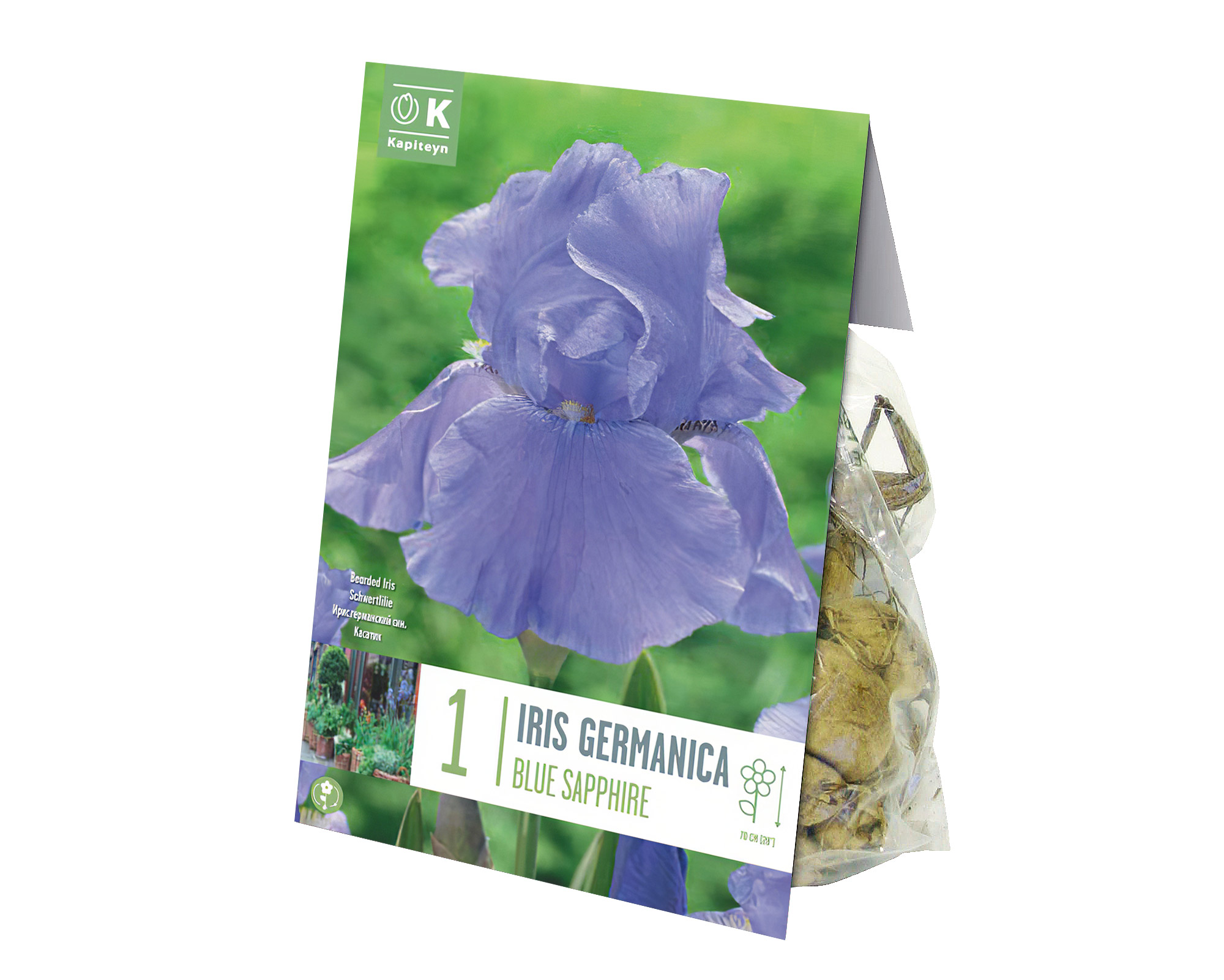 X2 Bulbo Iris Blue Sapphire - Kapiteyn