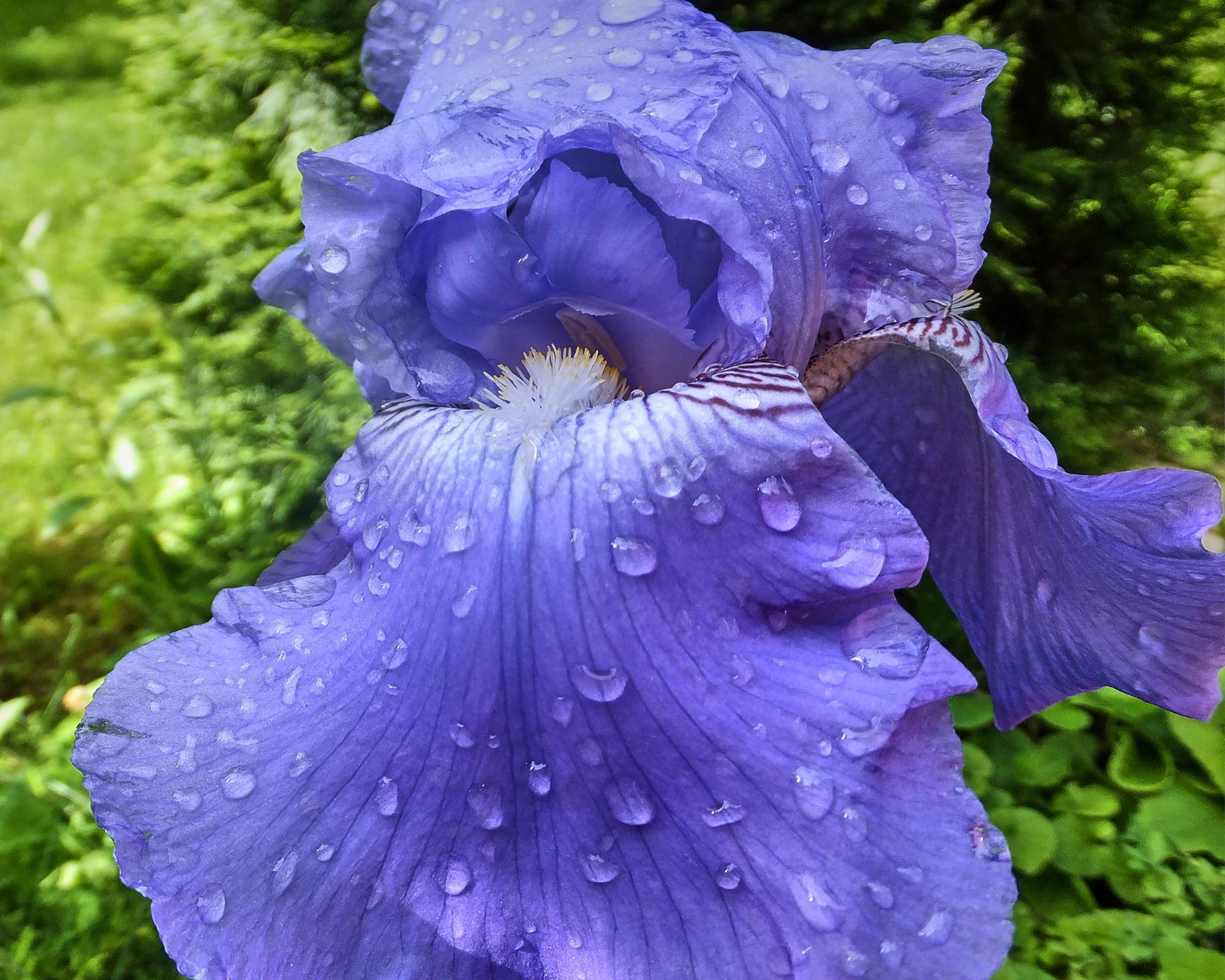 X2 Bulbo Iris Blue Sapphire - Kapiteyn - immagine 2