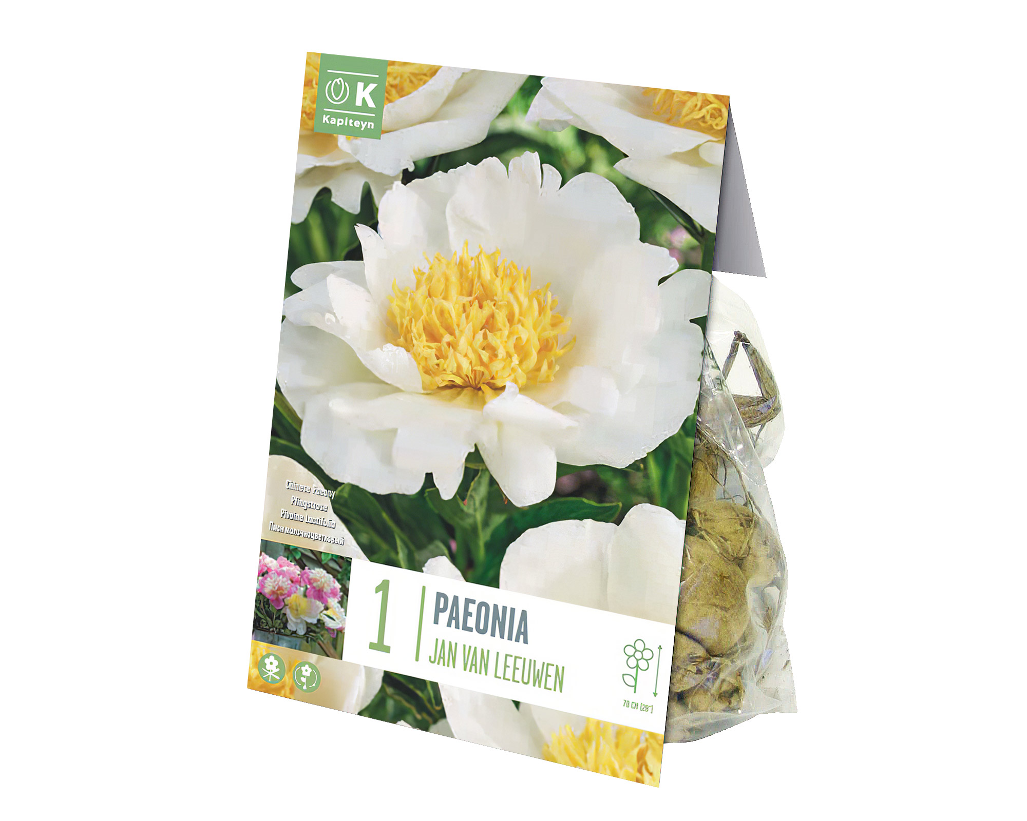 X1 Bulbo Paeonia lactiflora Jan van Leeuwen (Peonia) - Kapiteyn