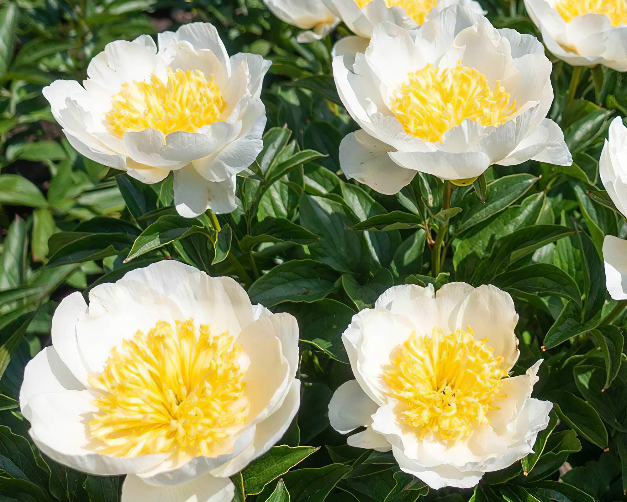 X1 Bulbo Paeonia lactiflora Jan van Leeuwen (Peonia) - Kapiteyn - immagine 2