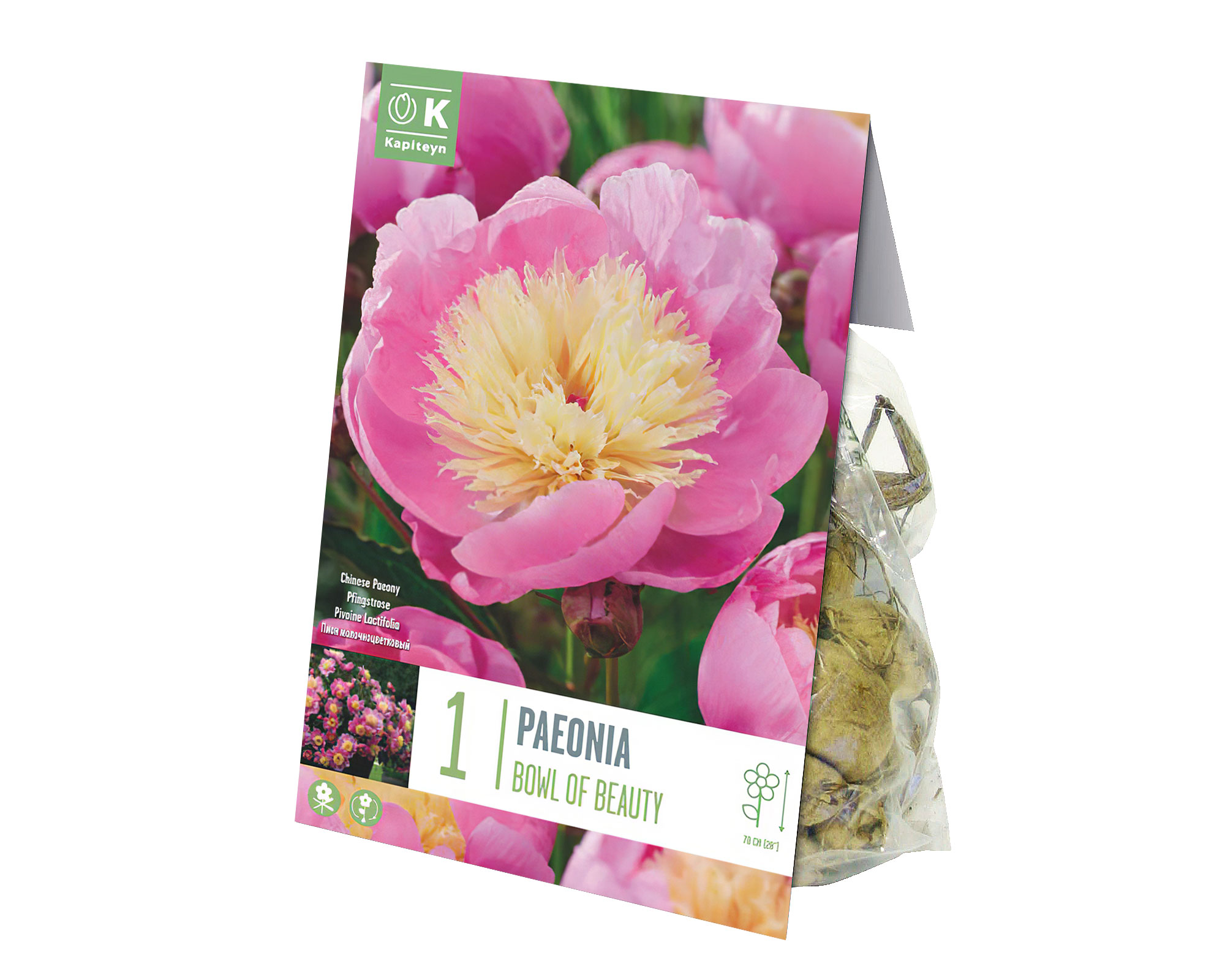 X1 Bulbo Paeonia Bowl of Beauty (Peonia) - Kapiteyn