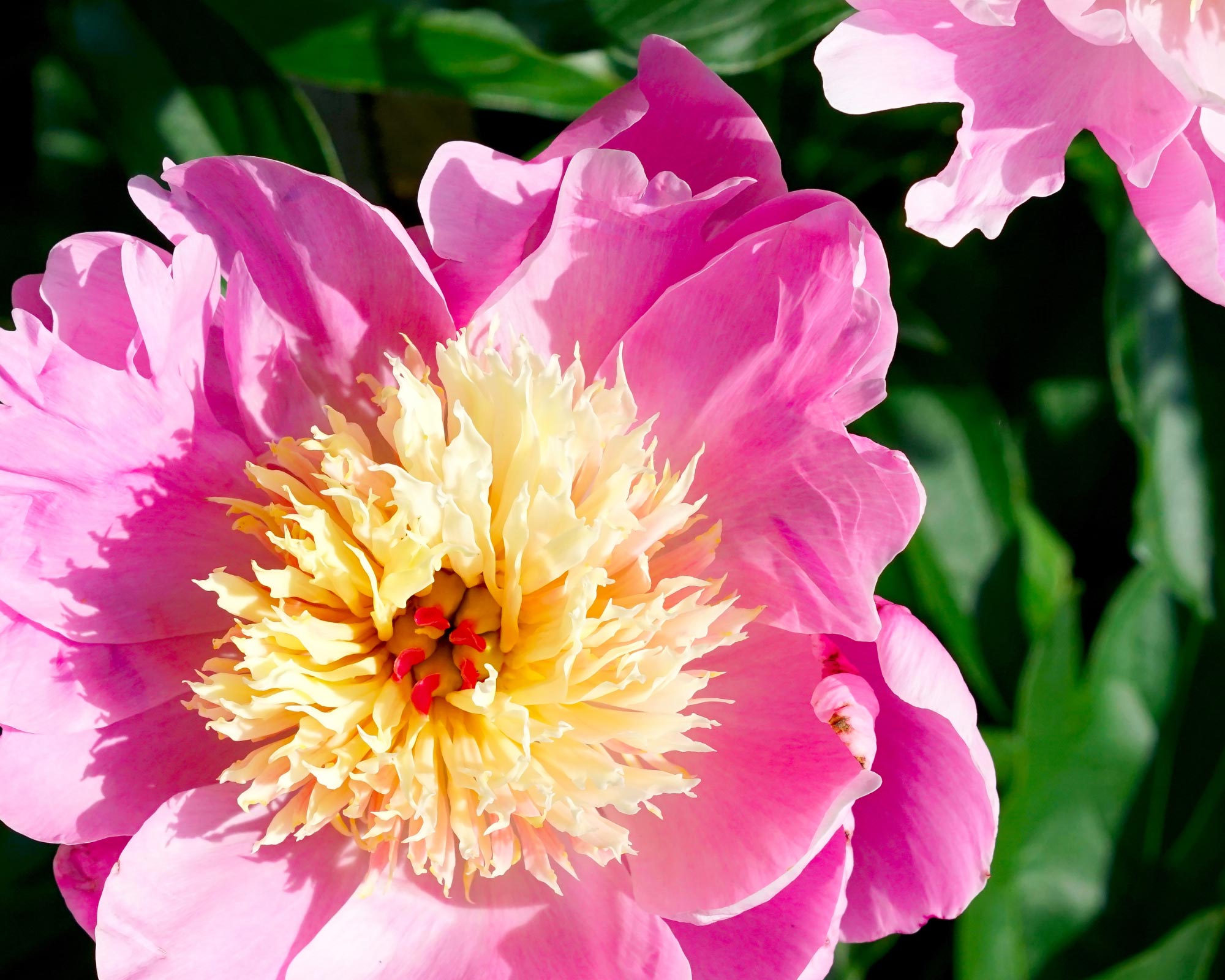 X1 Bulbo Paeonia Bowl of Beauty (Peonia) - Kapiteyn - immagine 2