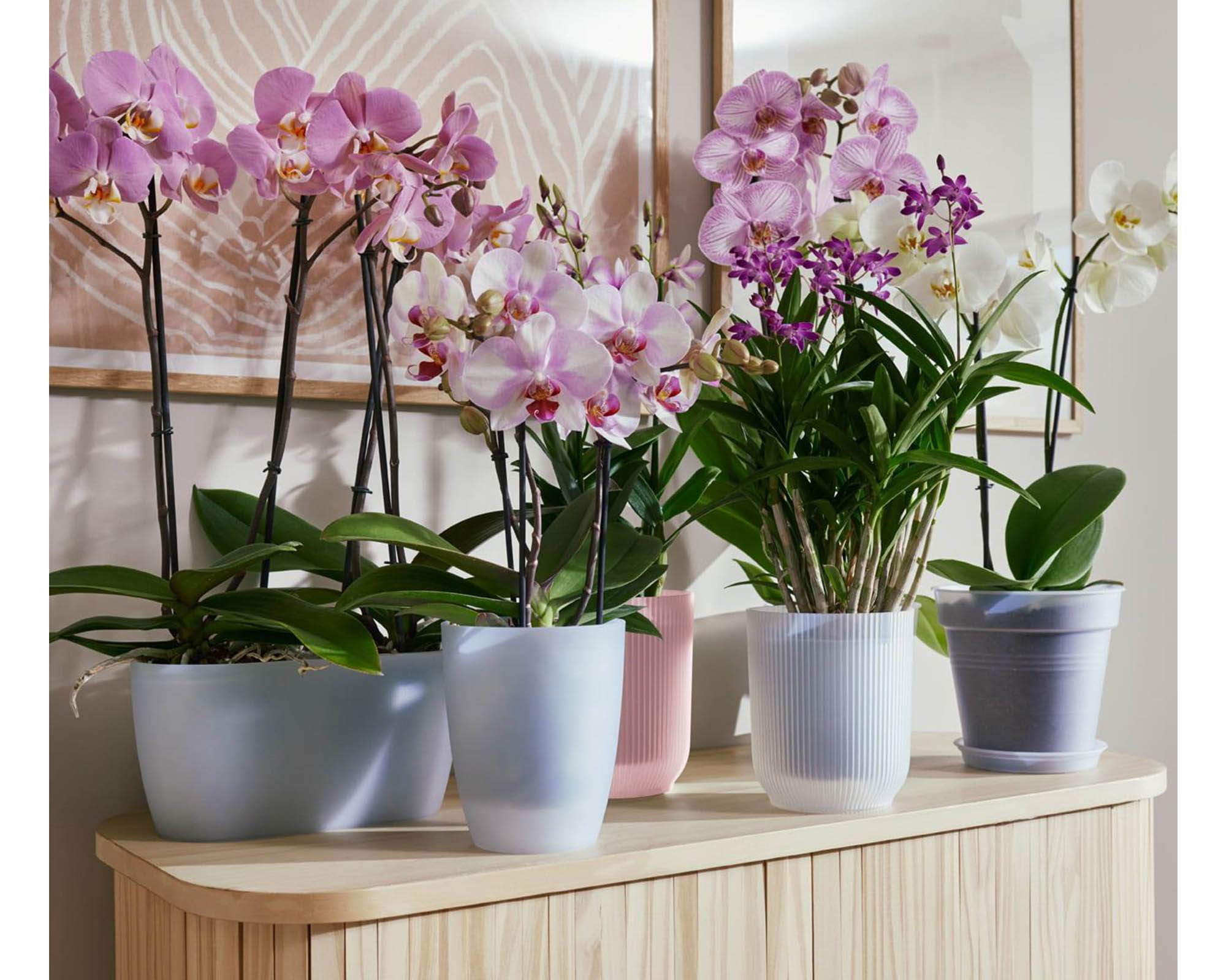 Cachepot Tondo Vibes Orchidea Rosa Smaltato D12,5cm - Elho - immagine 6